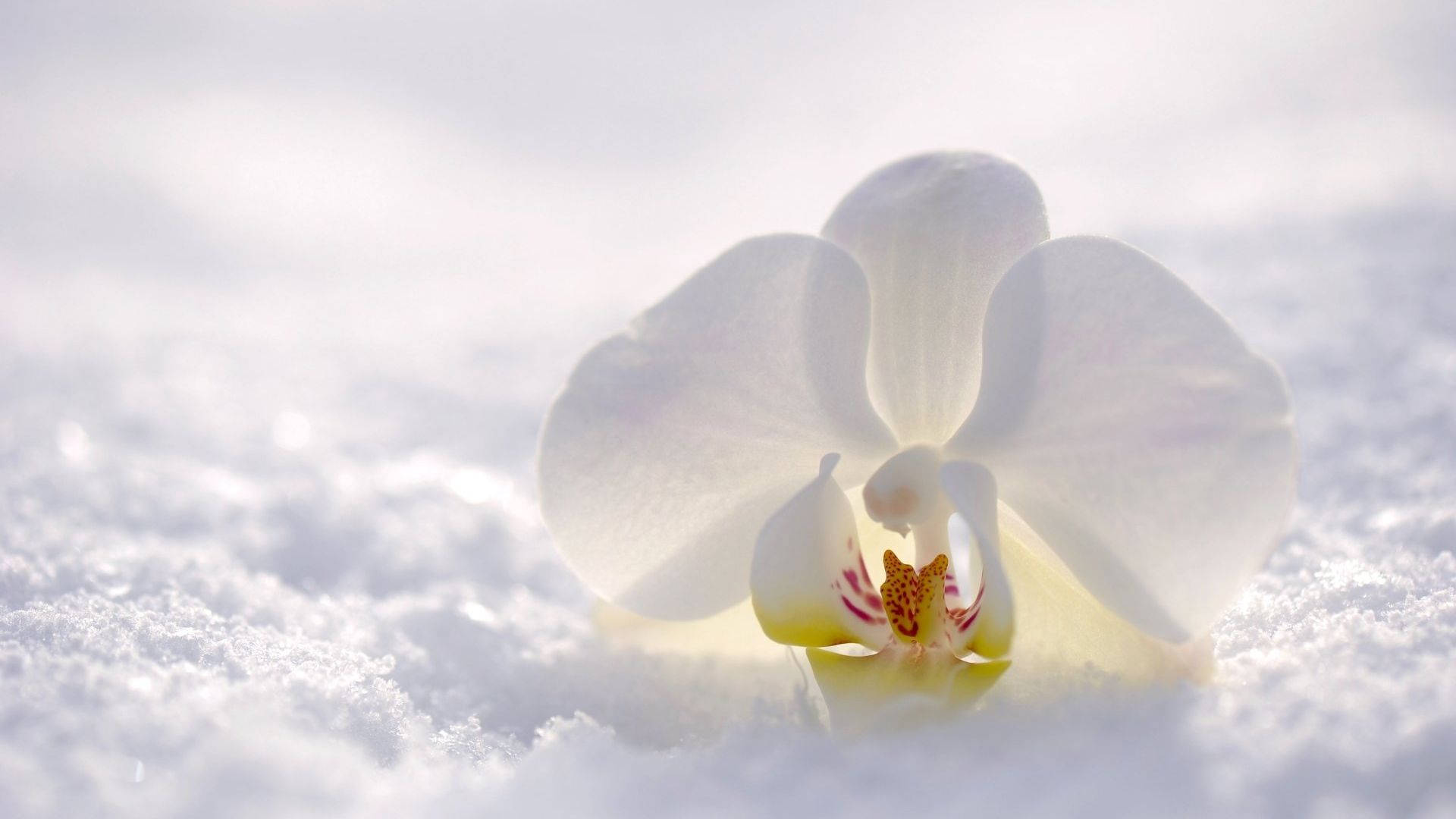 白色蘭花在明亮光線下從雪地中冒出。