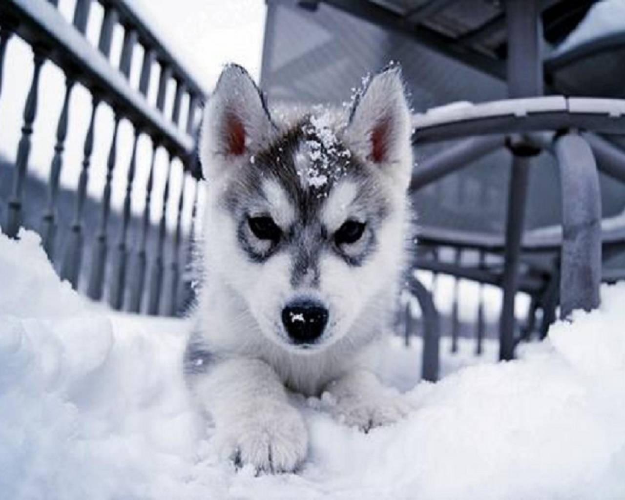 雪中哈士奇幼犬 壁紙 — 一隻毛茸茸的哈士奇幼犬，頭上有雪花，在深雪中休息，旁邊是深色金屬欄杆。