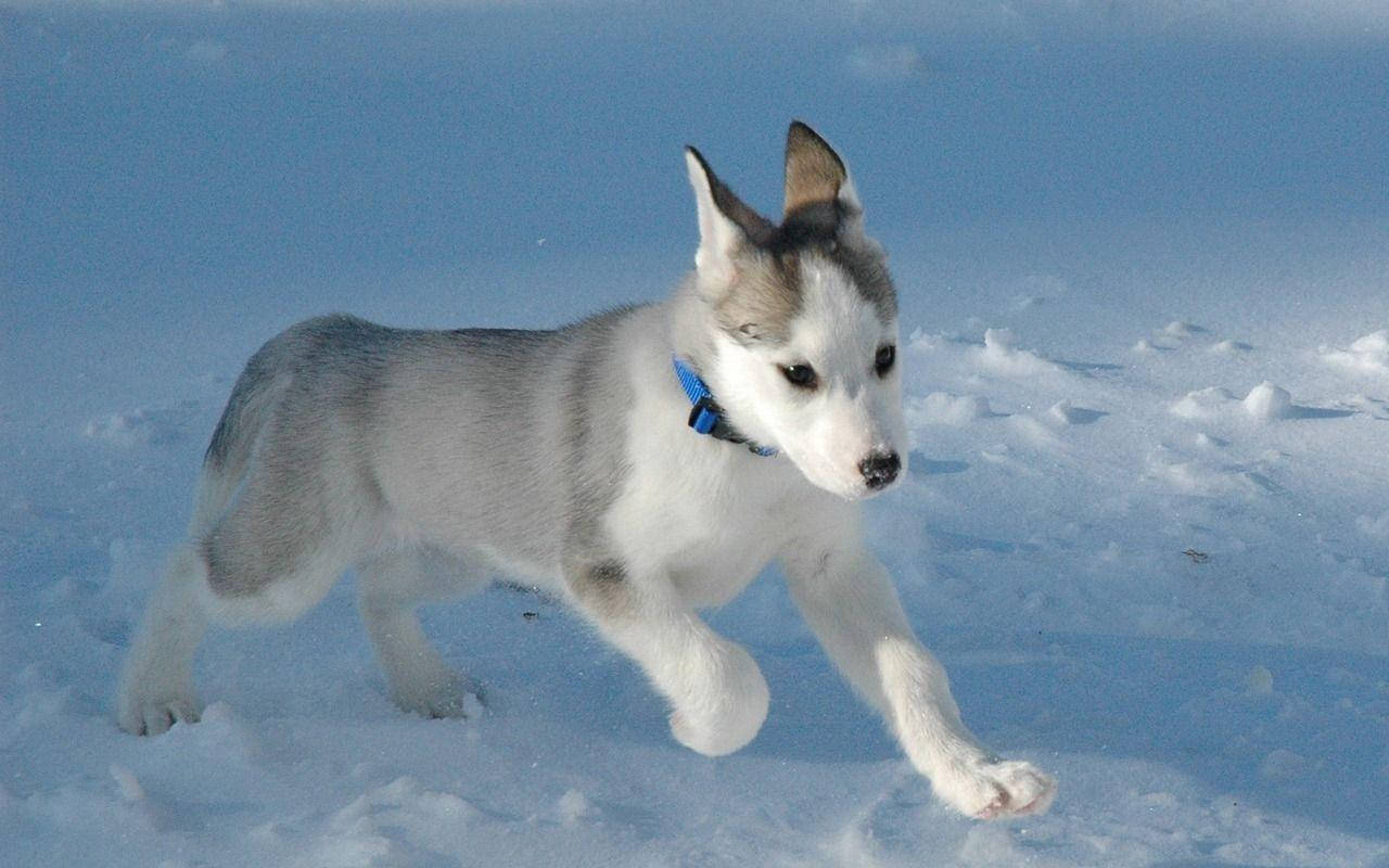 雪中奔跑的哈士奇幼犬 壁紙 — 一隻灰白色毛茸茸的哈士奇幼犬在清澈的藍天下奔跑於厚厚的積雪中。