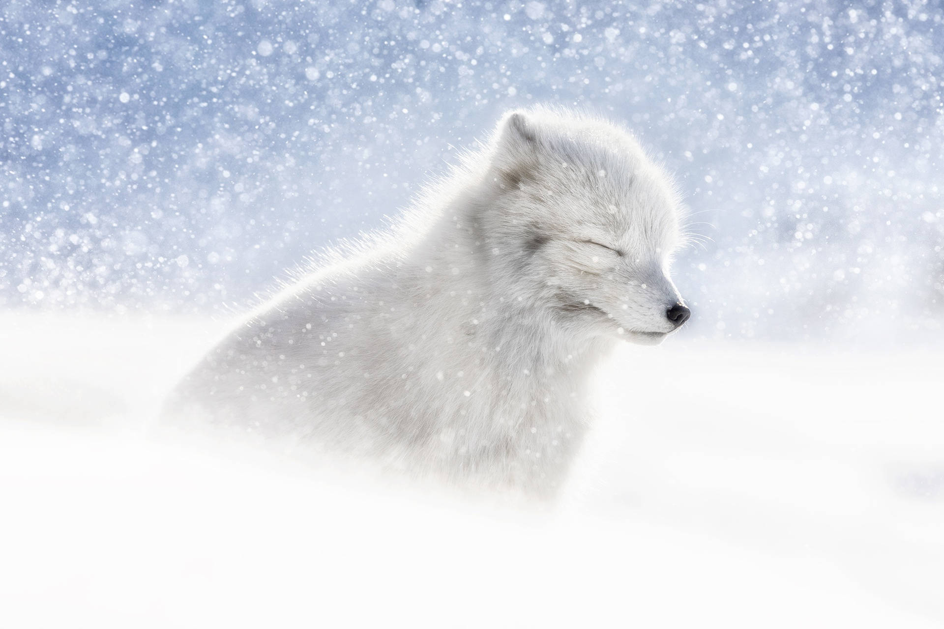 雪中幼狐 壁紙 — 一隻平靜的白狐閉著眼睛，在雪景中安詳地休息，雪花輕輕飄落在牠周圍。
