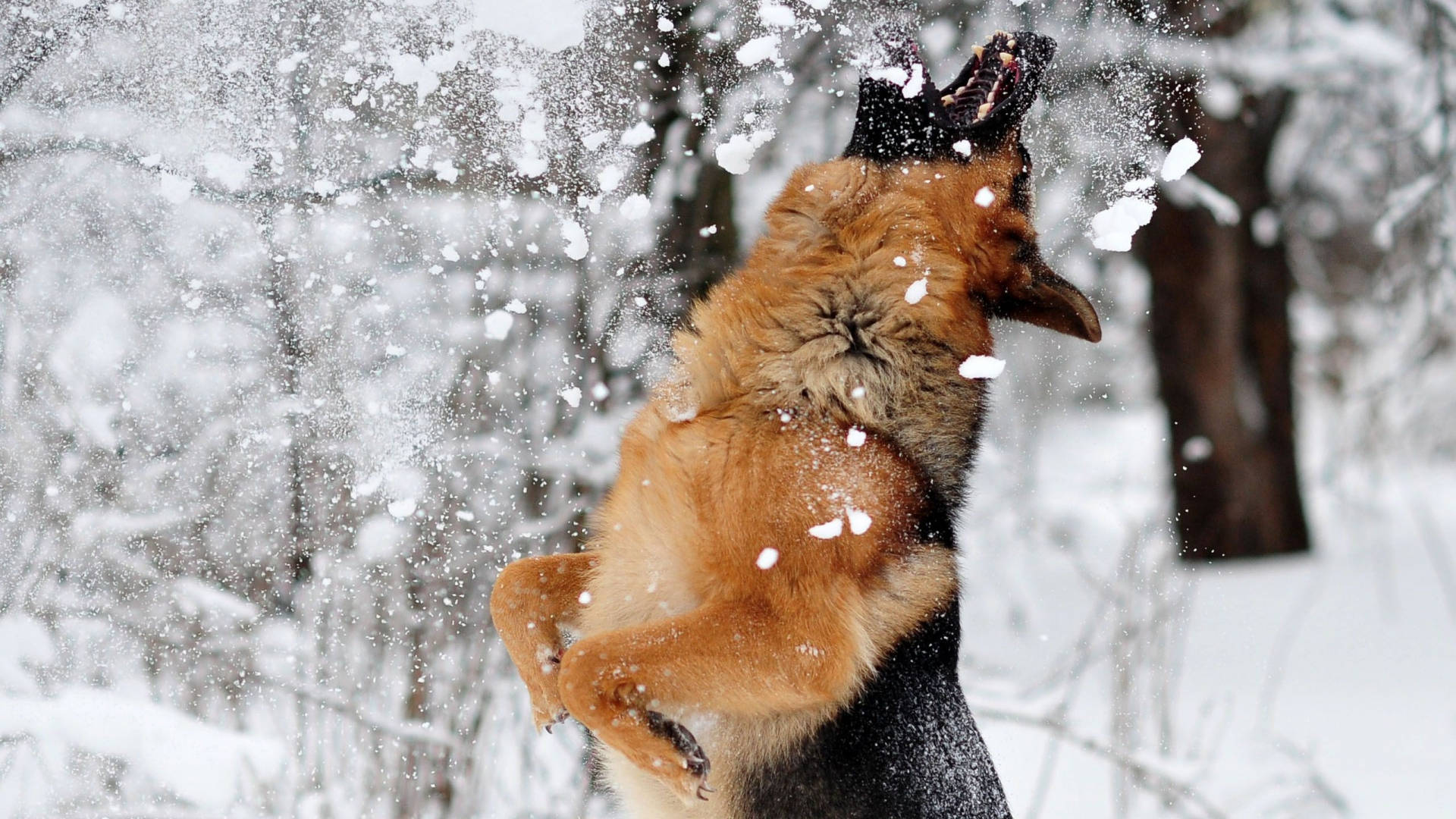 雪中德國牧羊犬 壁紙 — 一隻快樂的德國牧羊犬在雪地森林中跳躍，以嬉戲的能量將雪拋向空中。