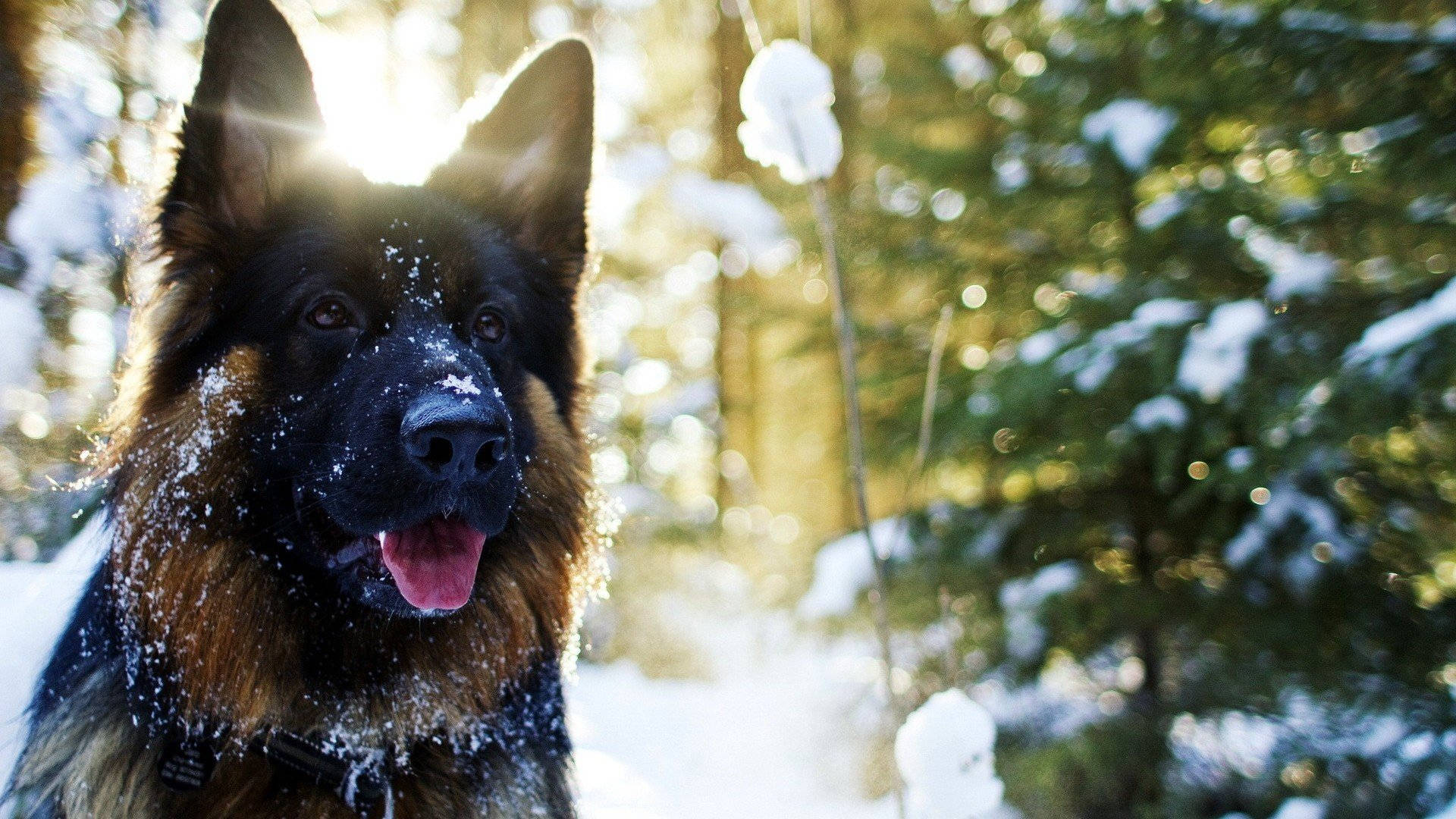 雪中德國牧羊犬 壁紙 — 一隻德國牧羊犬，毛髮上沾有雪花，站在陽光明媚、松樹林立的雪地森林中。