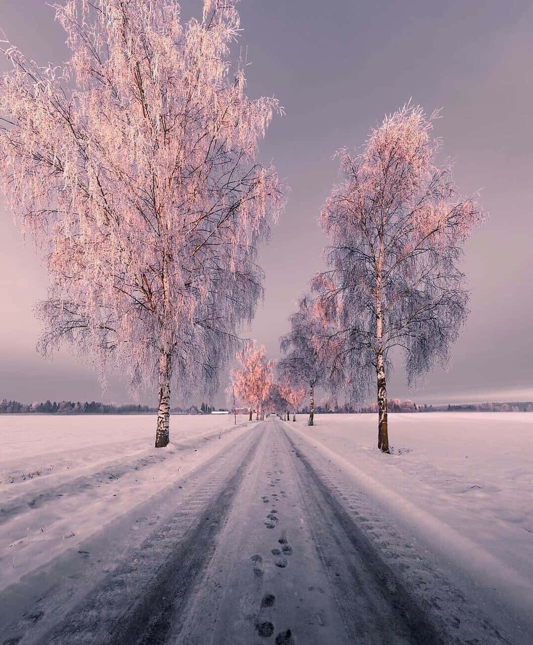 雪中樹木的道路 壁紙