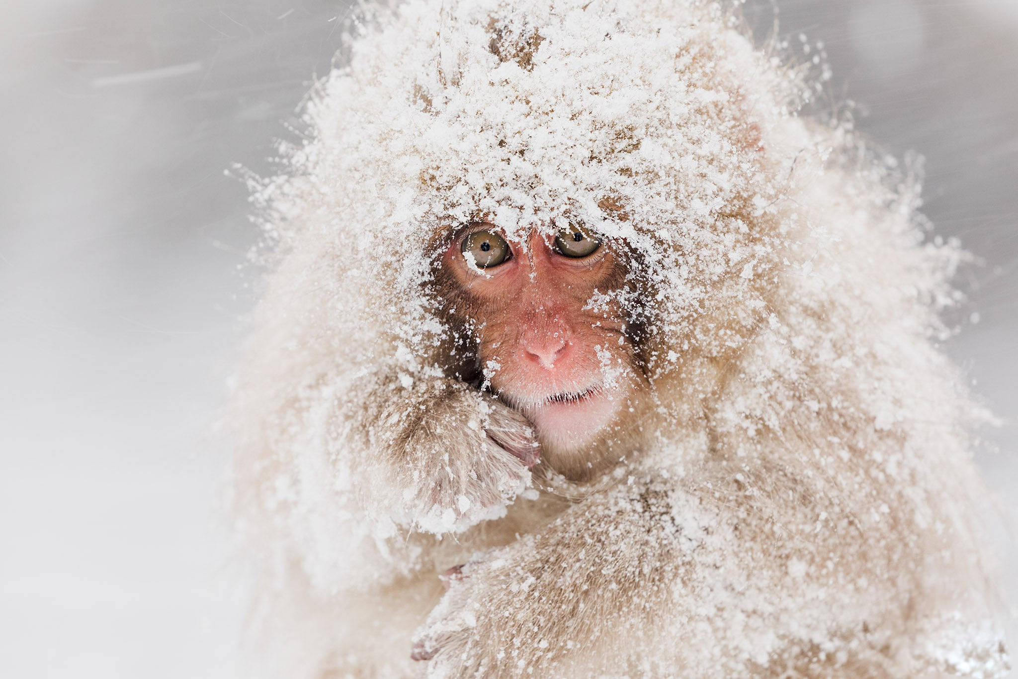雪中獼猴 壁紙 — 一隻被雪覆蓋的雪猴在冬日朦朧中透過飄落的雪花專注地凝視。