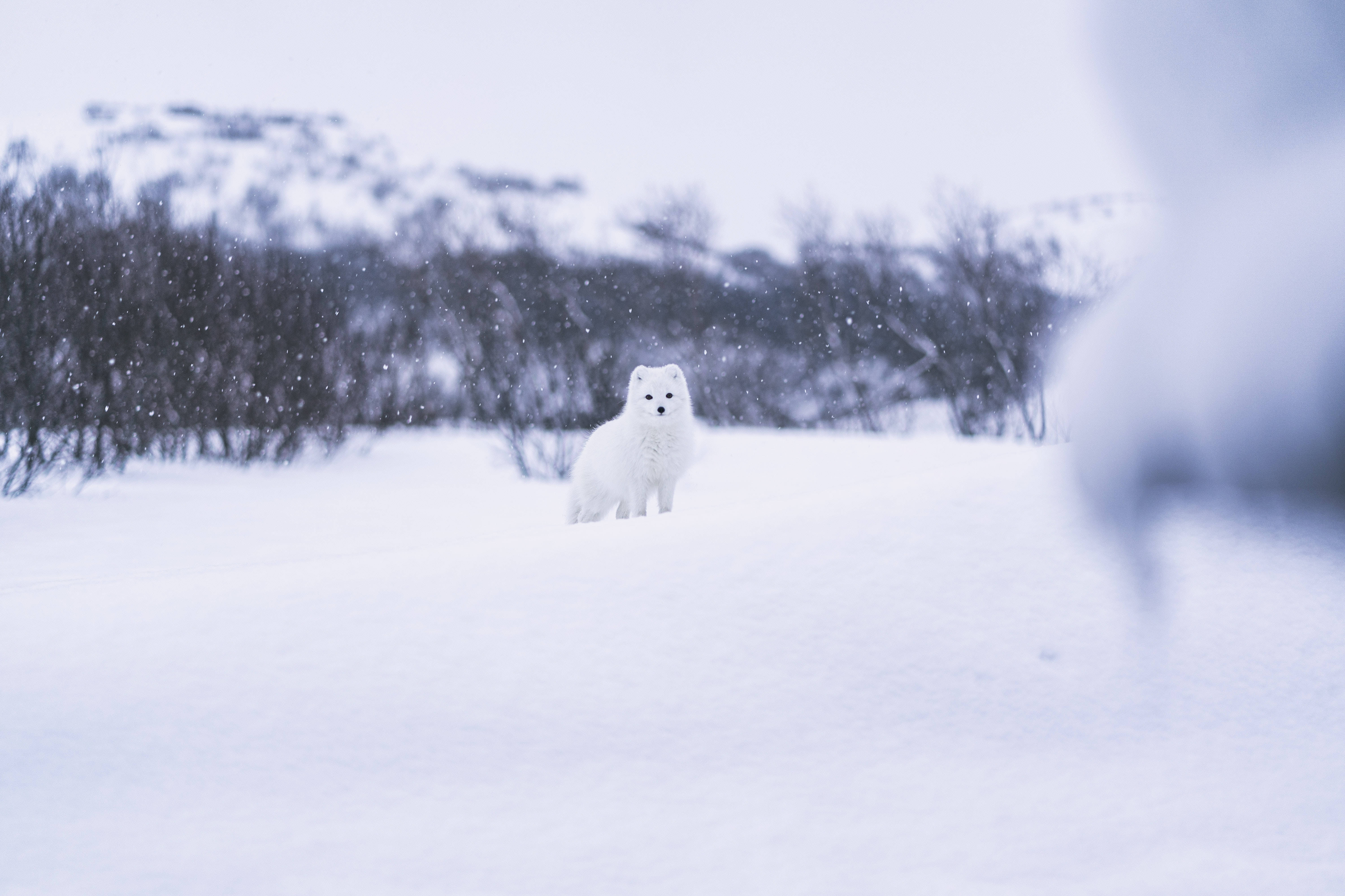 雪中白狐 壁紙 — 一隻純白色的北極狐在雪地中警覺地站立，柔和的雪花在蒼白的冬日天空中飄舞。