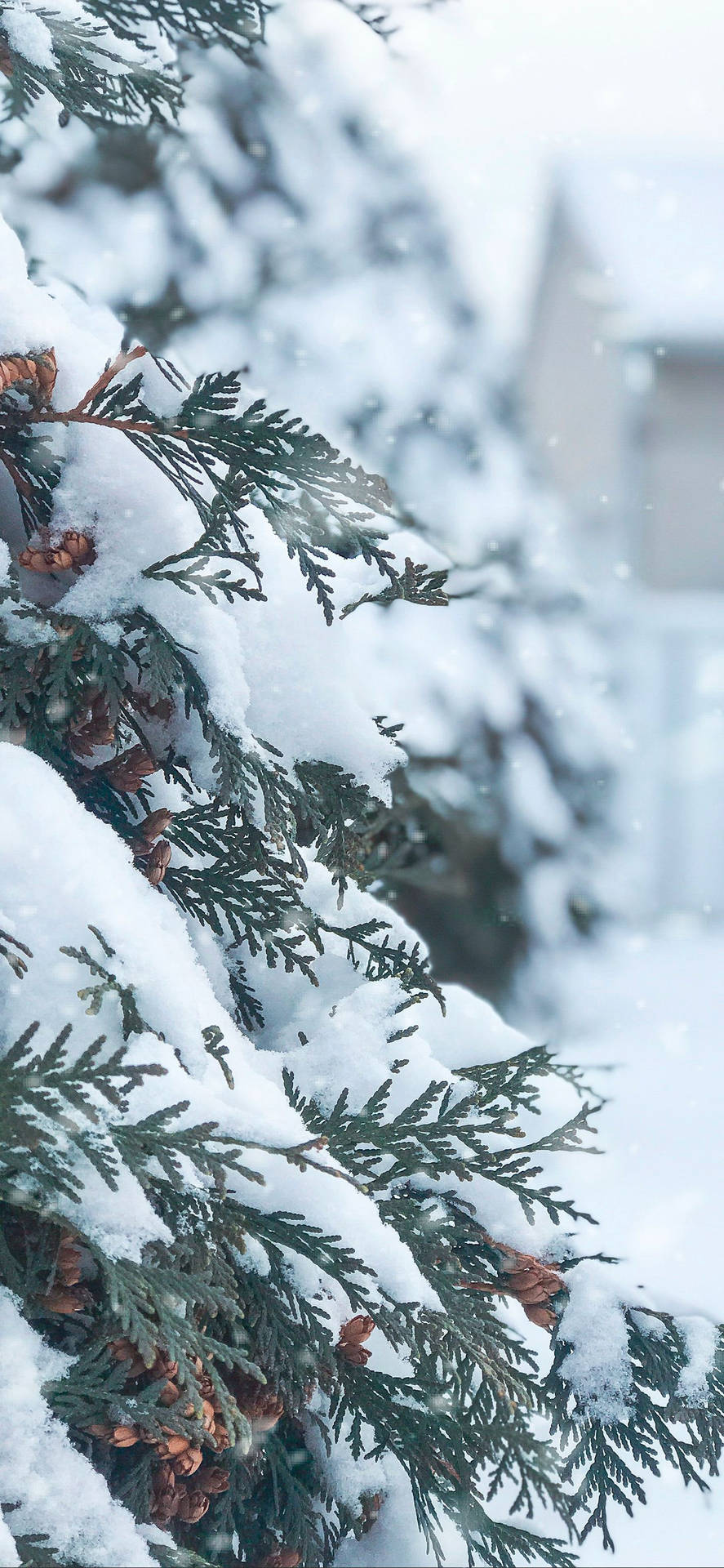 白雪覆蓋的常綠樹枝和松果的冬日場景。