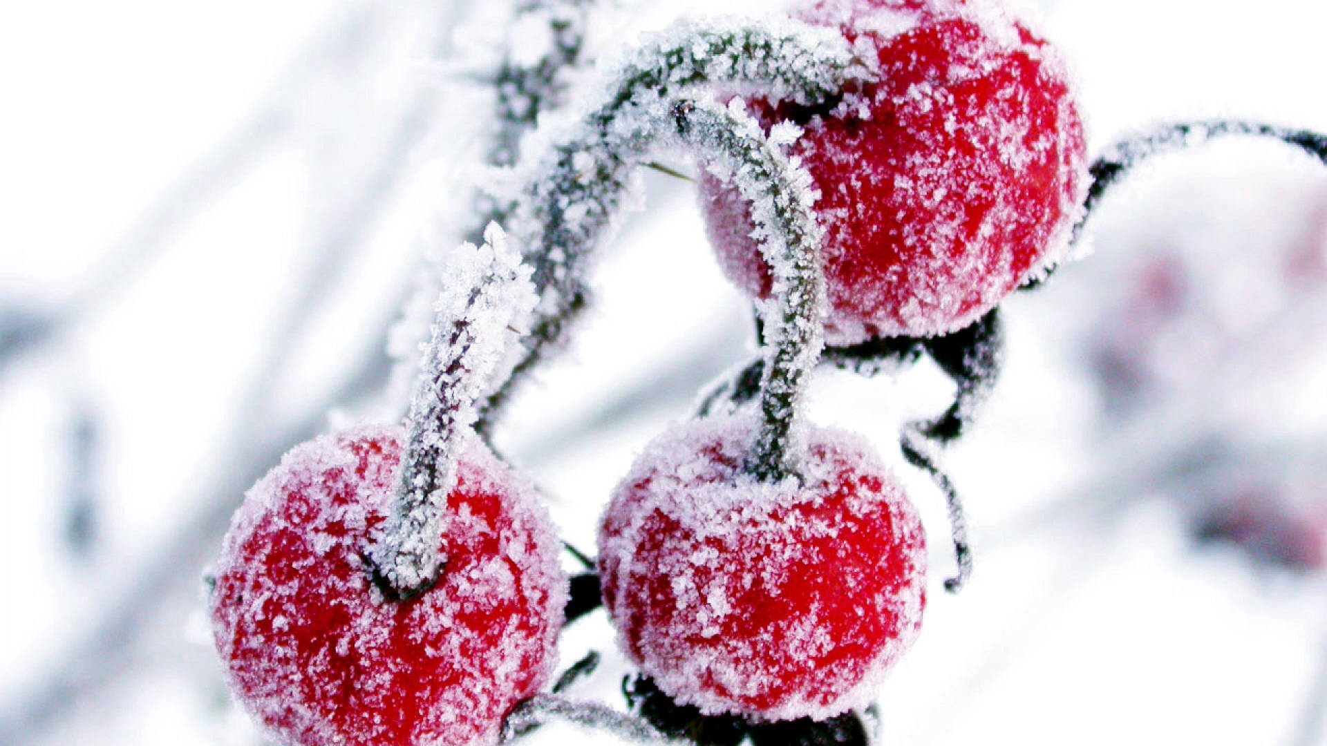 冬天，雪白的樹枝上結滿了霜的紅色漿果。 — 美食 壁紙