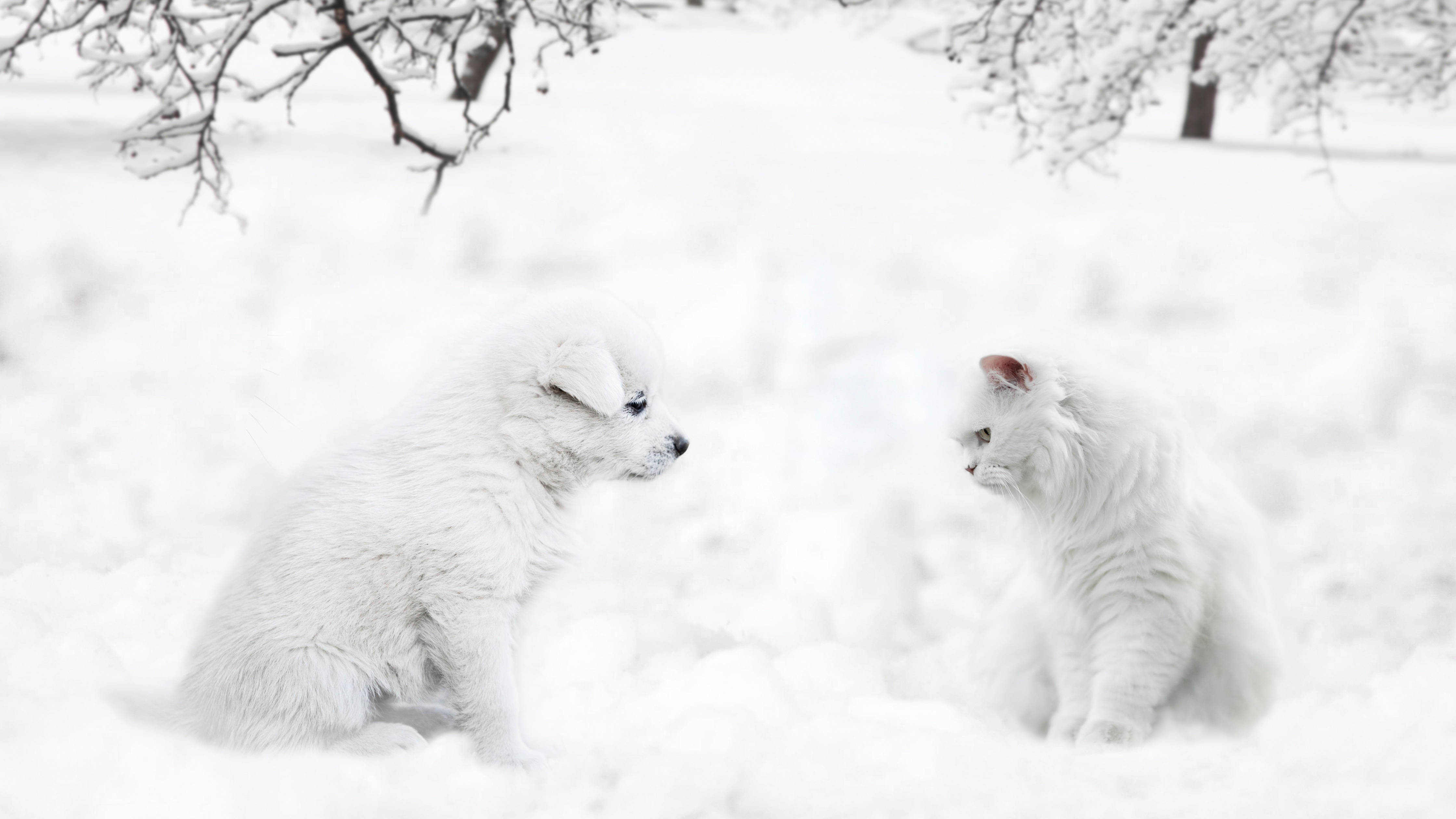 雪中貓狗 壁紙 — 一隻毛茸茸的白色小狗和小貓在冬日禿樹下的雪地中相對而坐。