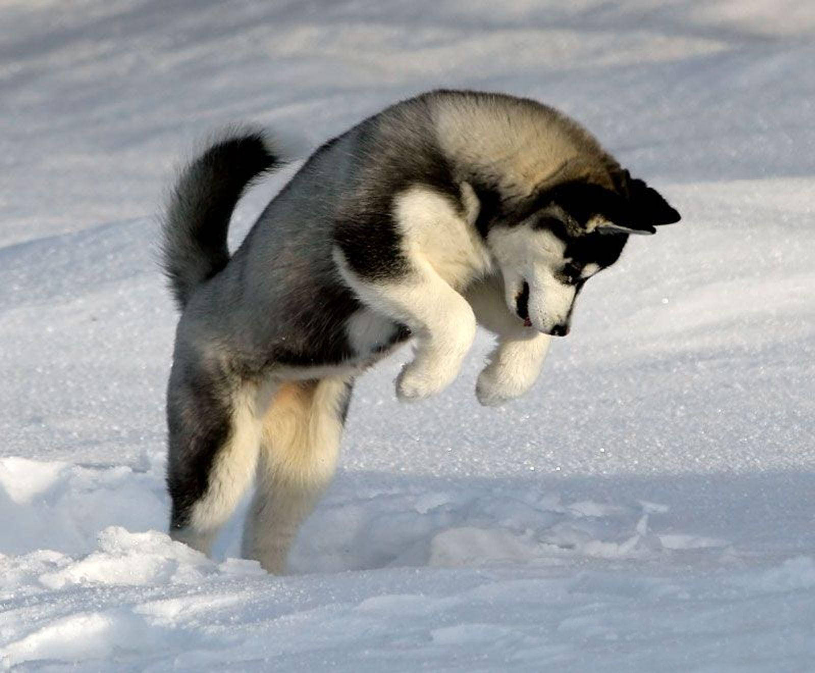 雪中跳躍的哈士奇幼犬 壁紙 — 一隻哈士奇幼犬在明亮的陽光下精力充沛地跳過厚厚的積雪。