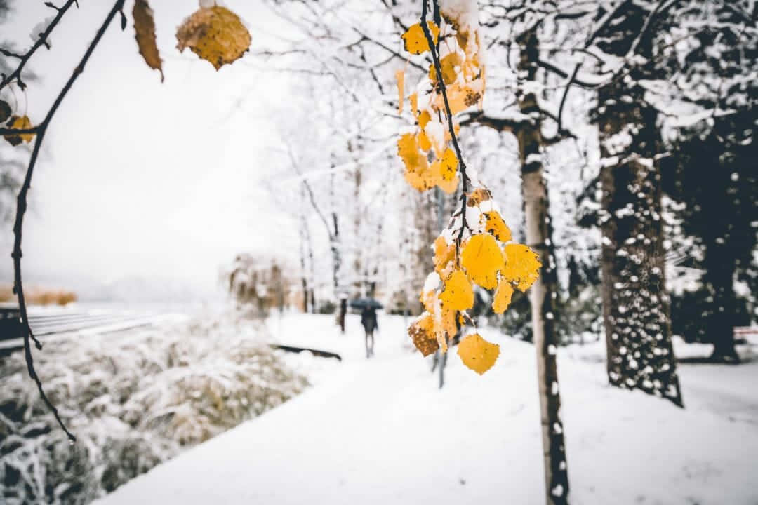 白雪覆蓋的森林小徑，黃葉緊貼樹枝。