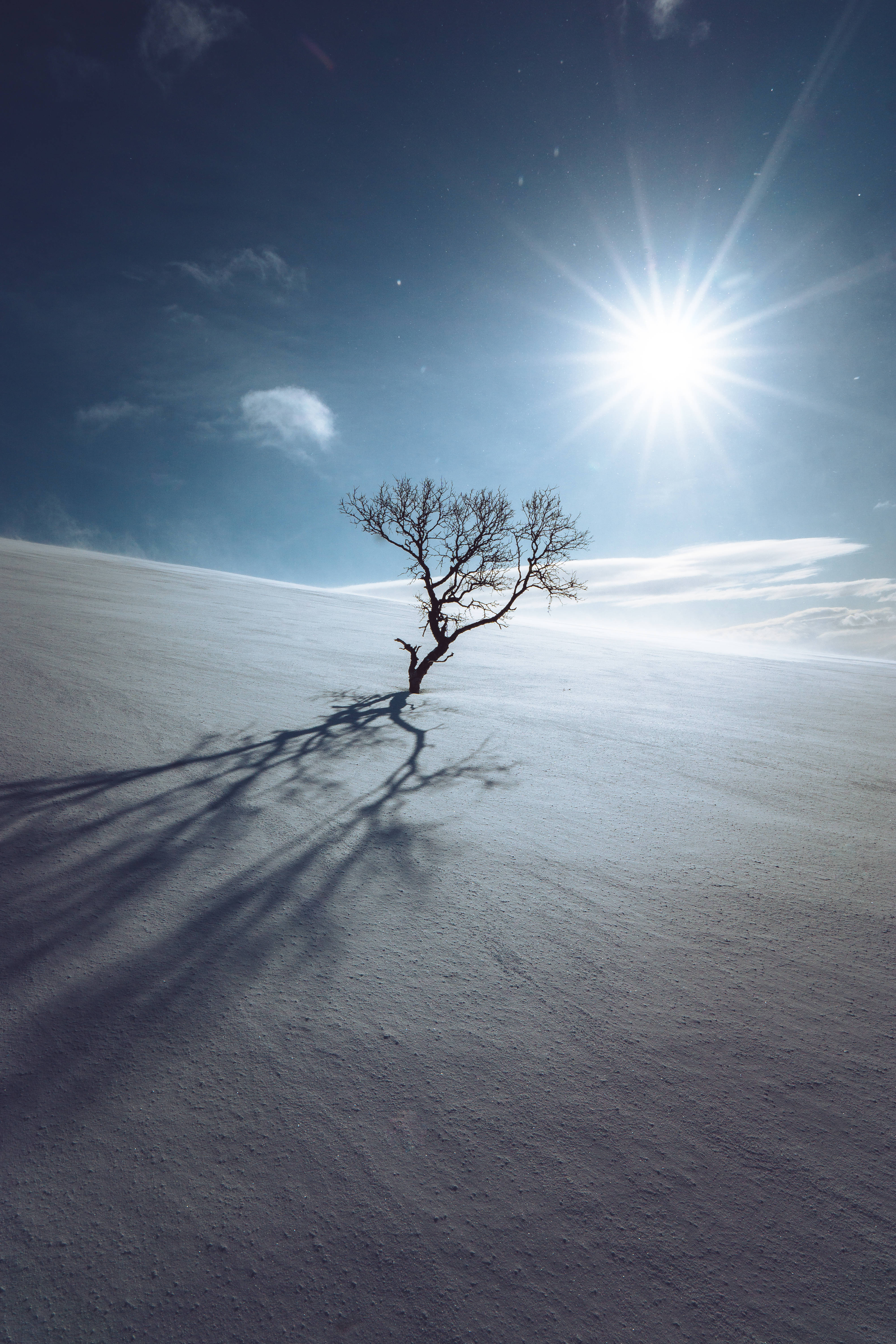 雪原孤樹 壁紙 — 一棵孤獨的裸樹在明亮的太陽下，帶著星芒般的光線，在廣闊的雪地上投下長長的影子。