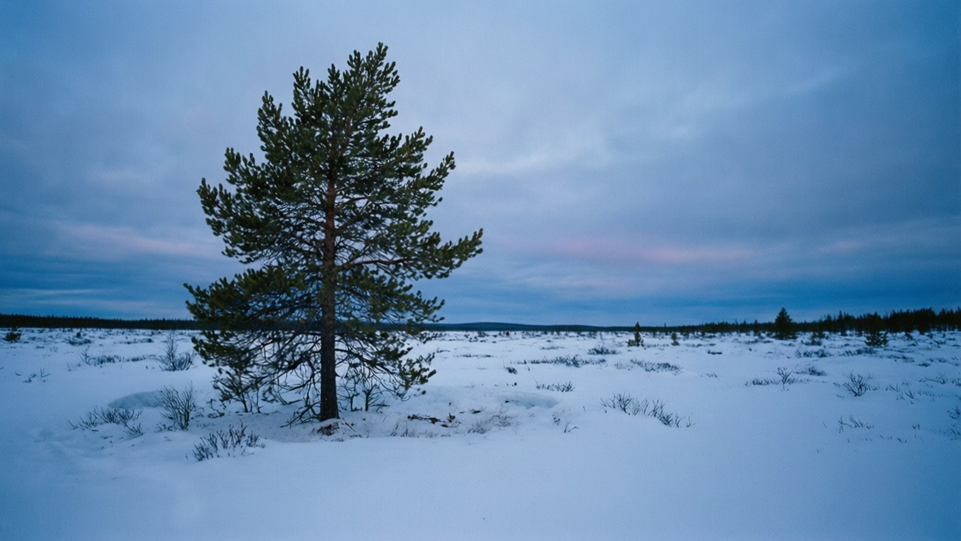 雪原暮色 壁紙 — 一棵孤獨的松樹矗立在廣闊的雪地上，天空呈現憂鬱的暮色，帶有柔和的粉紅色和藍色色調。