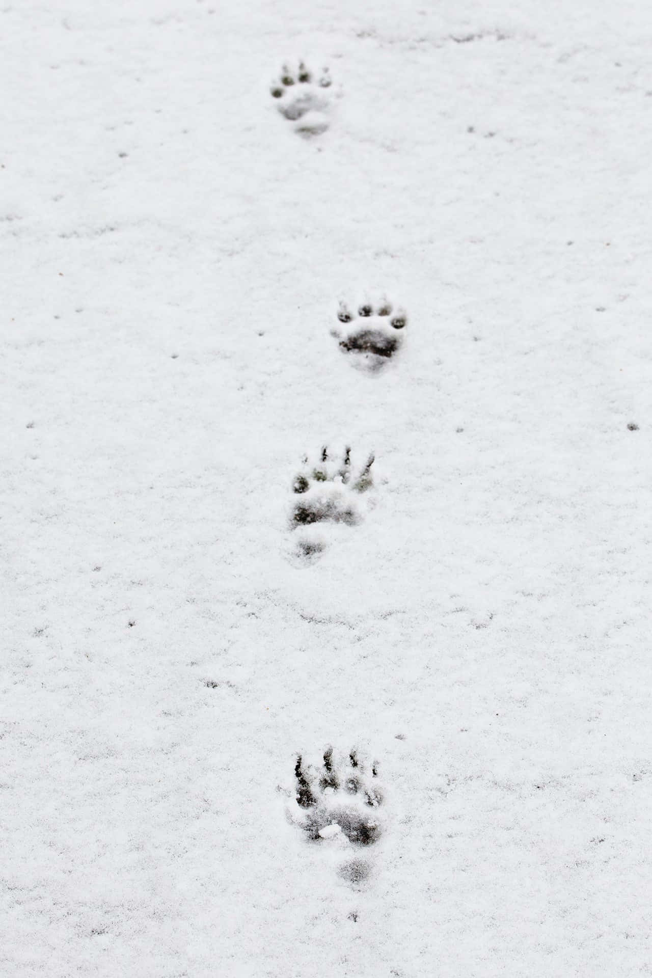 雪地上的一對爪印 壁紙