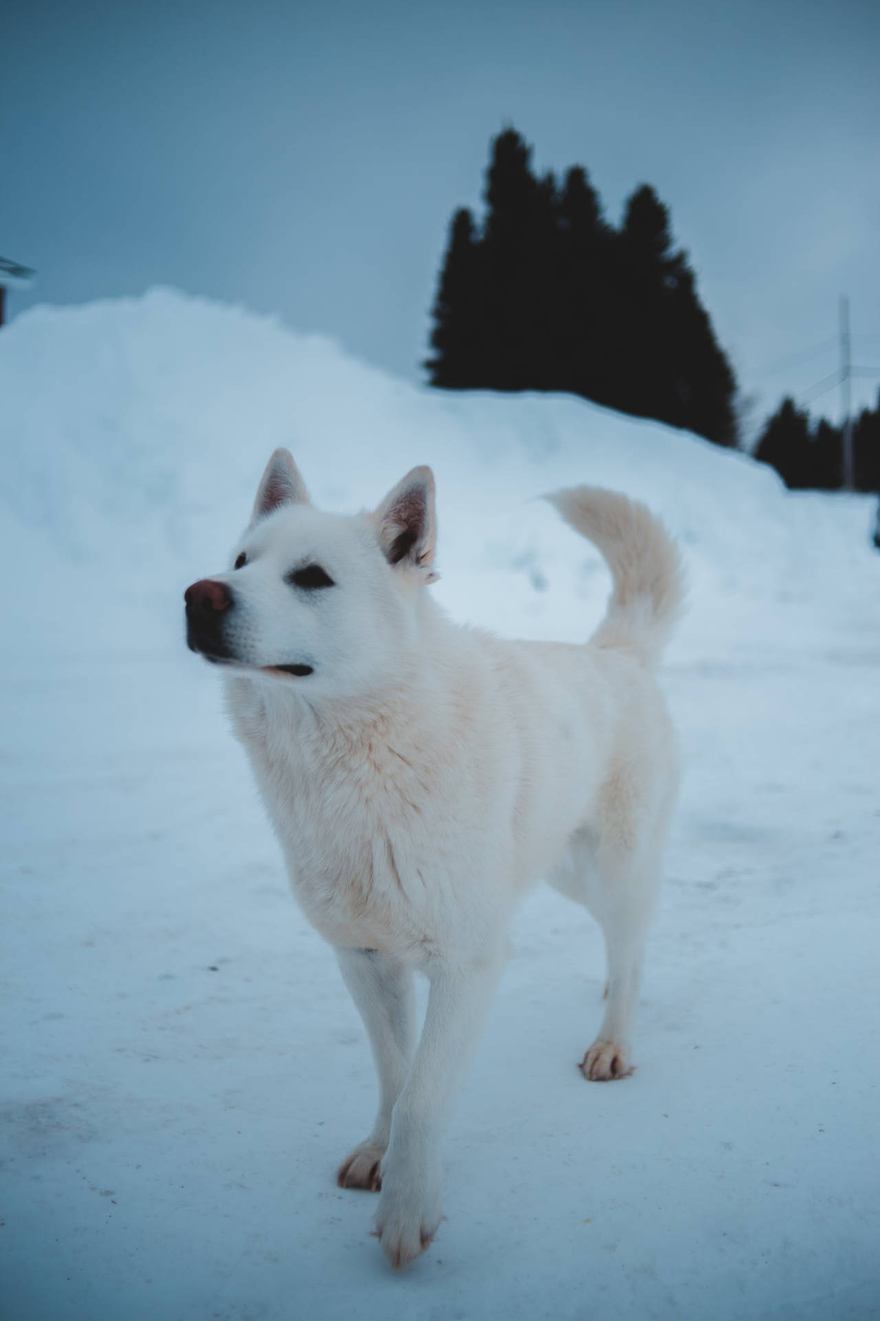 一隻白色狗站在深雪中，背後有深色樹木。