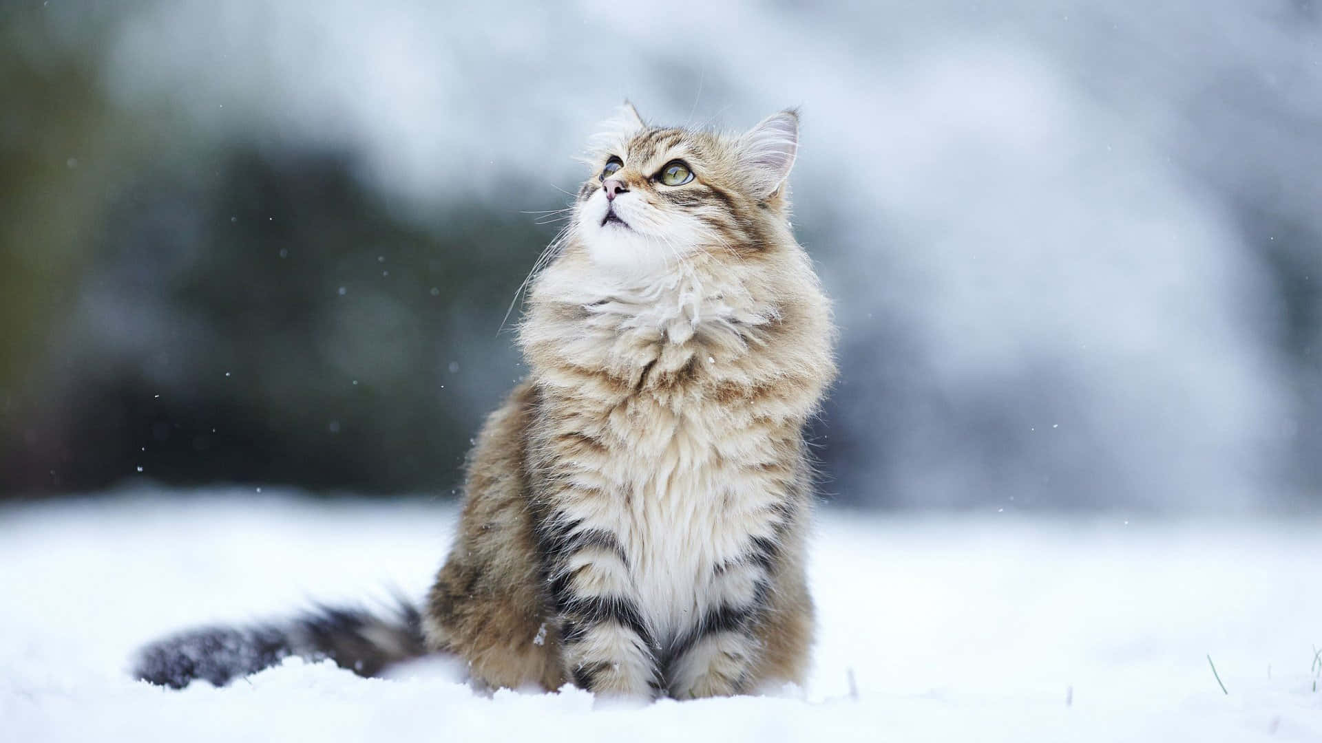 毛茸茸的虎斑貓坐在雪地上仰望飄落的雪花