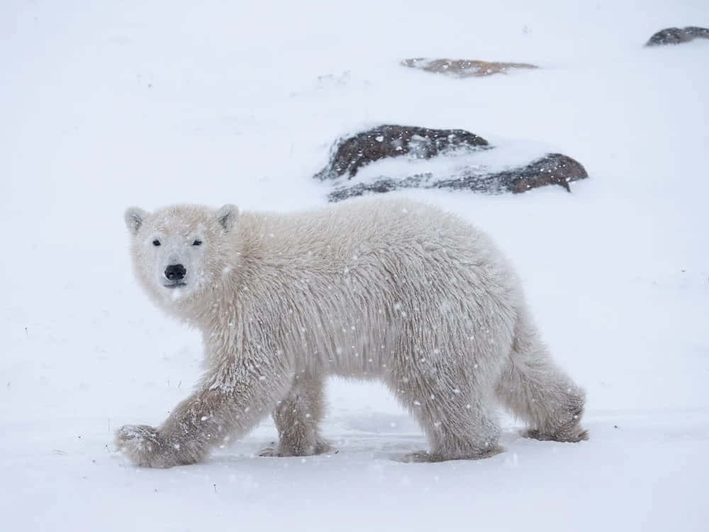 雪地中悠閒休憩的威武北极熊 壁紙 — 一頭北極熊在雪花飄落的雪白北極景觀中行走。