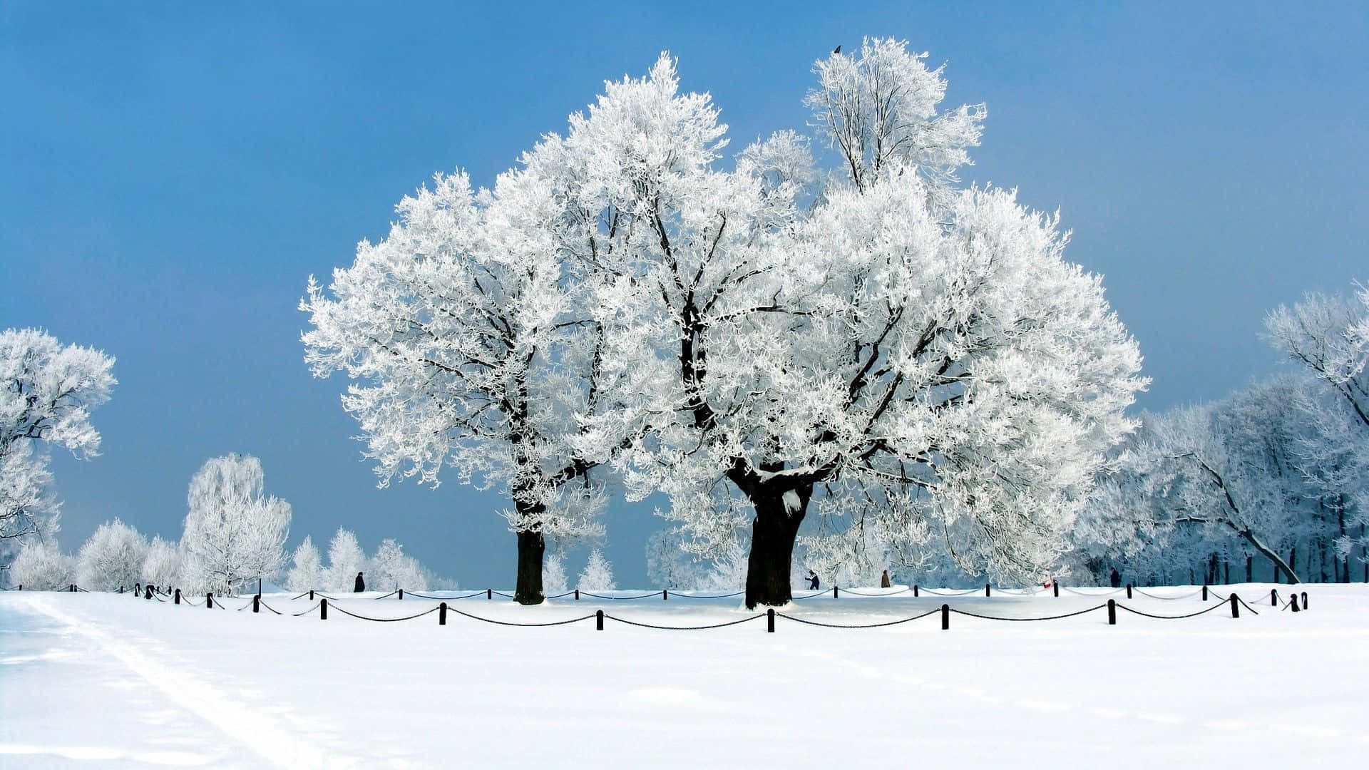 雪地上結霜的樹木，藍天背景