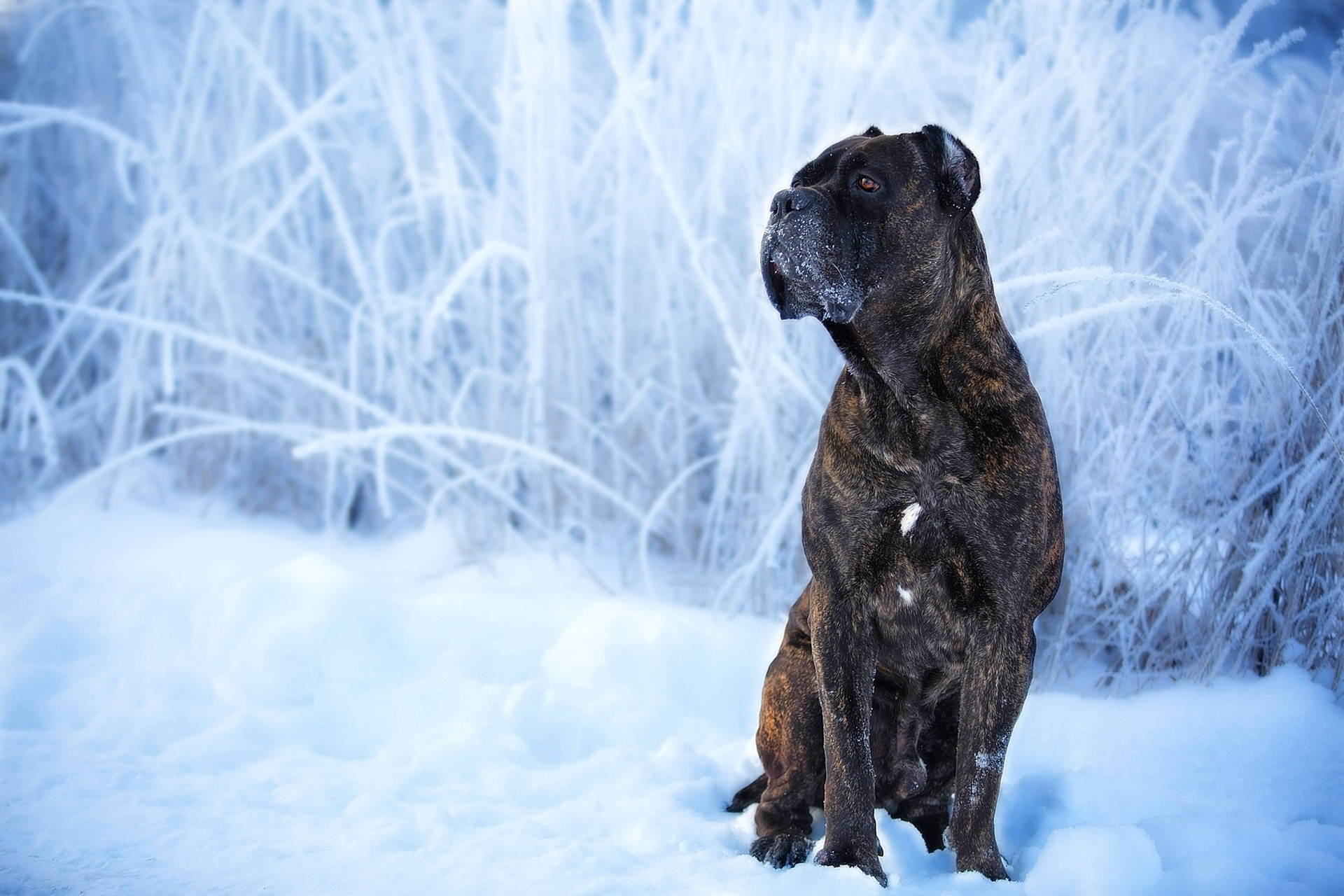 雪地中的坎恩科索犬 壁紙 — 一隻虎斑色嘅卡斯羅犬喺冰藍色冬日陽光下，警覺咁坐喺厚雪入面，旁邊係結咗霜嘅草。