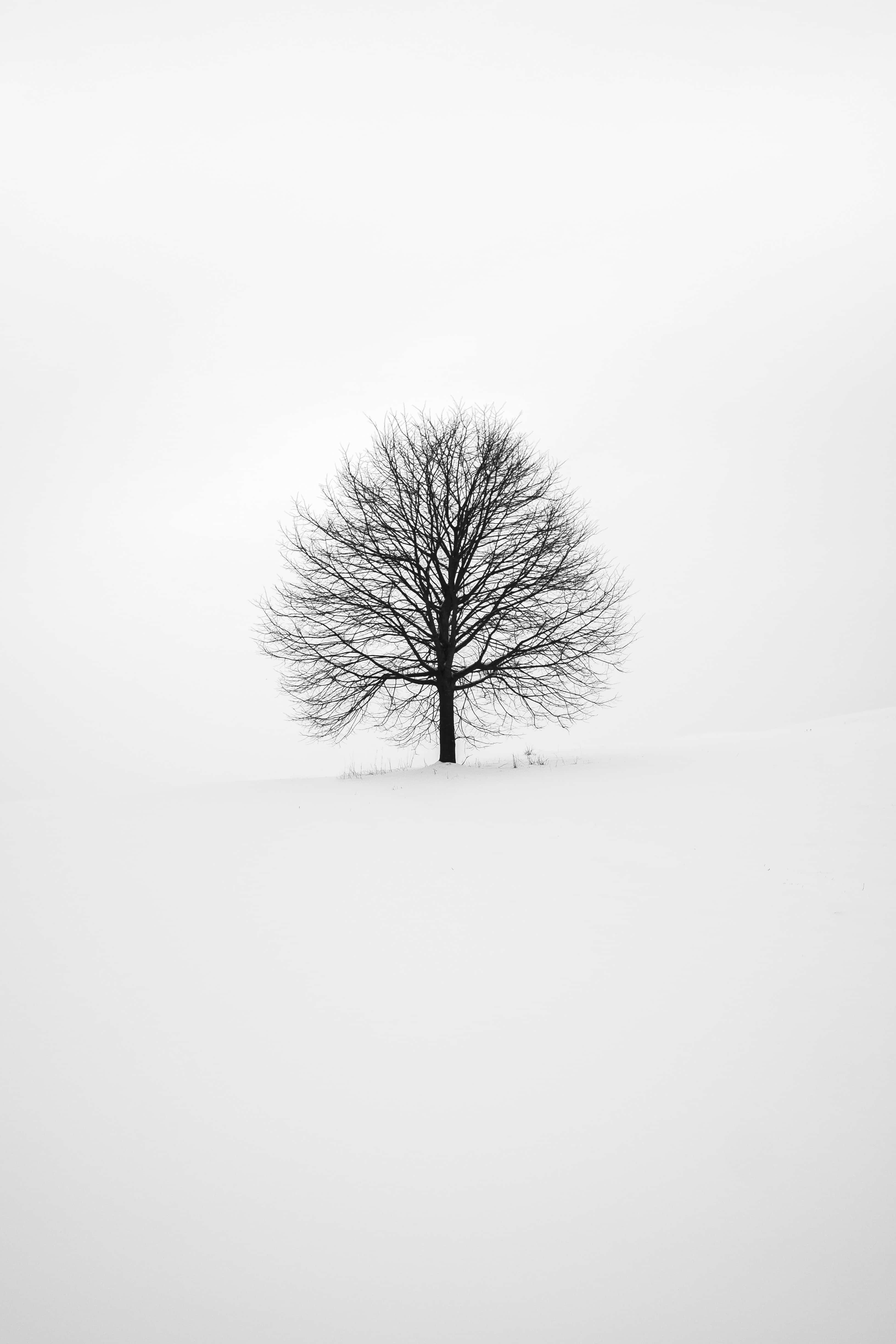 雪地中的孤樹 壁紙