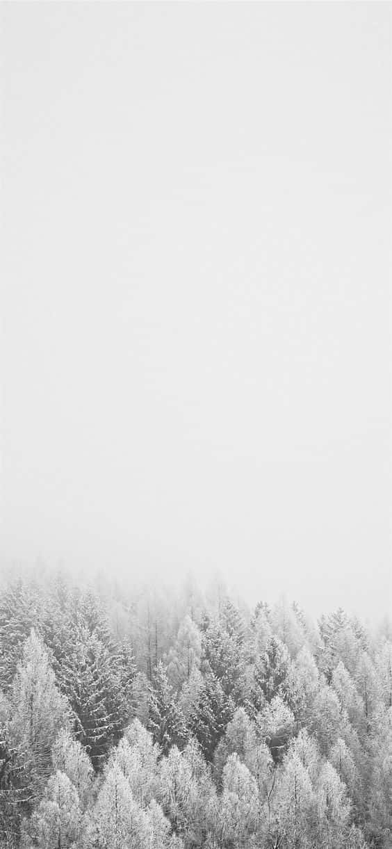 灰色天空下，霧氣瀰漫的冬日森林中積雪覆蓋的松樹。