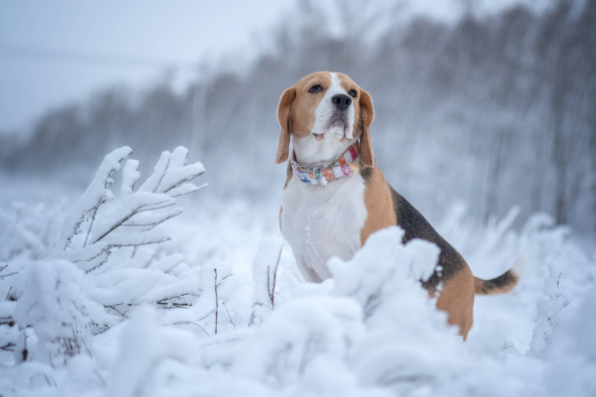 比格犬戴著彩色項圈坐在雪地裡
