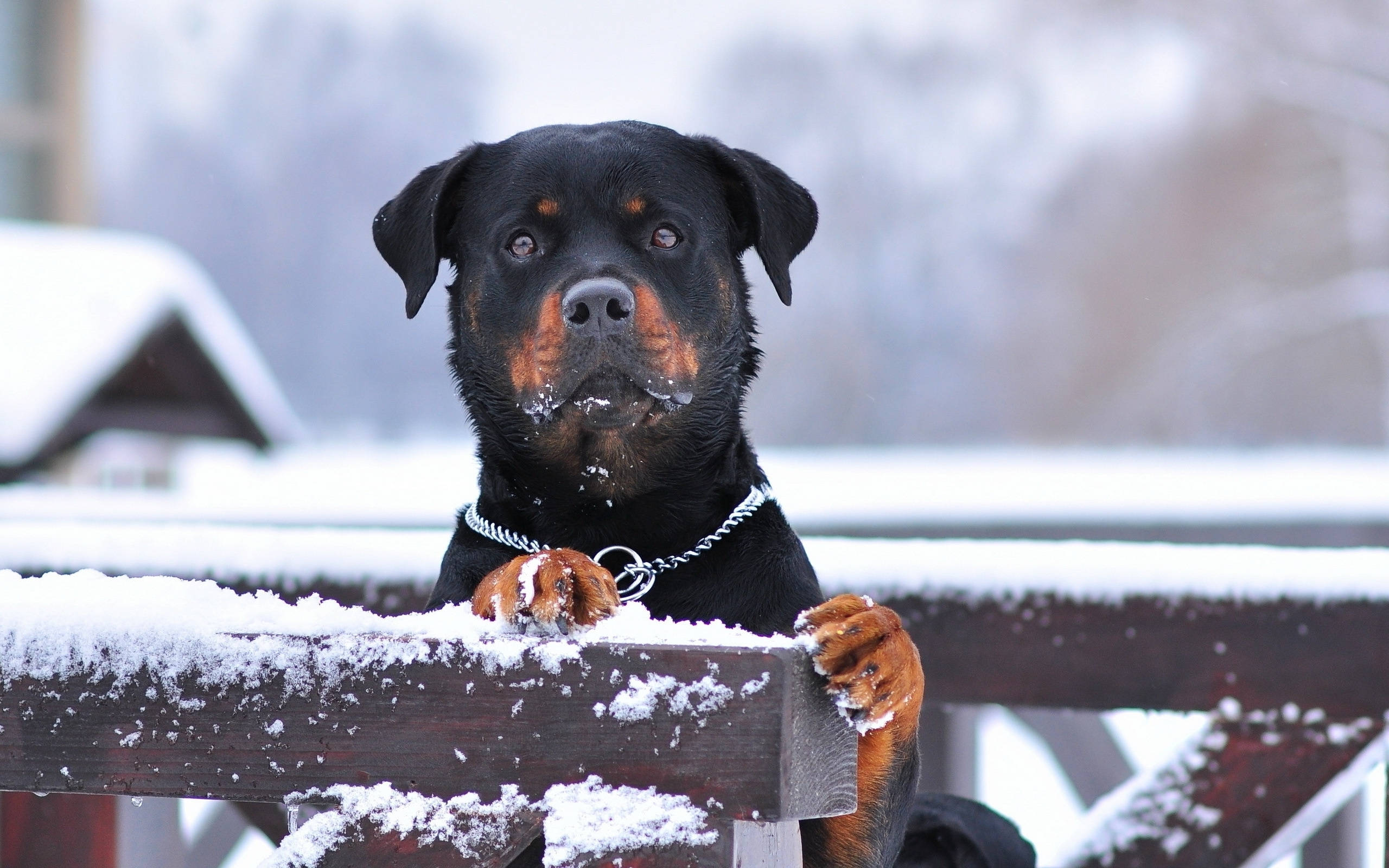 雪地中的羅威納犬 壁紙 — 一隻羅威納犬，爪子和口鼻上沾著雪，在冬天好奇地從灑滿雪的木柵欄上方窺視。