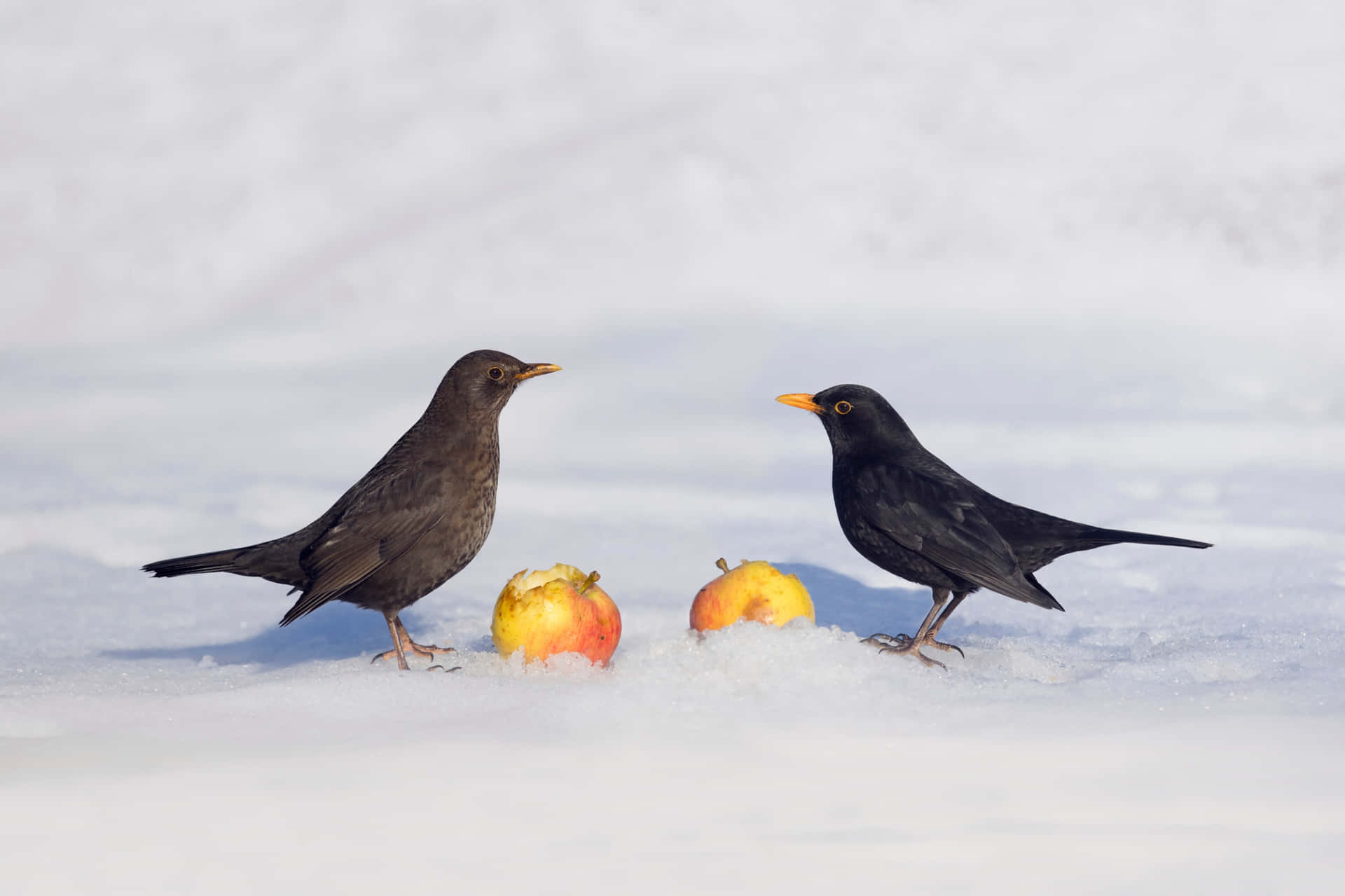 雪地中的黑鳥與蘋果 壁紙 — 兩隻黑鶇站在雪地裡，旁邊有被吃了一半的蘋果，在明亮的日光下。