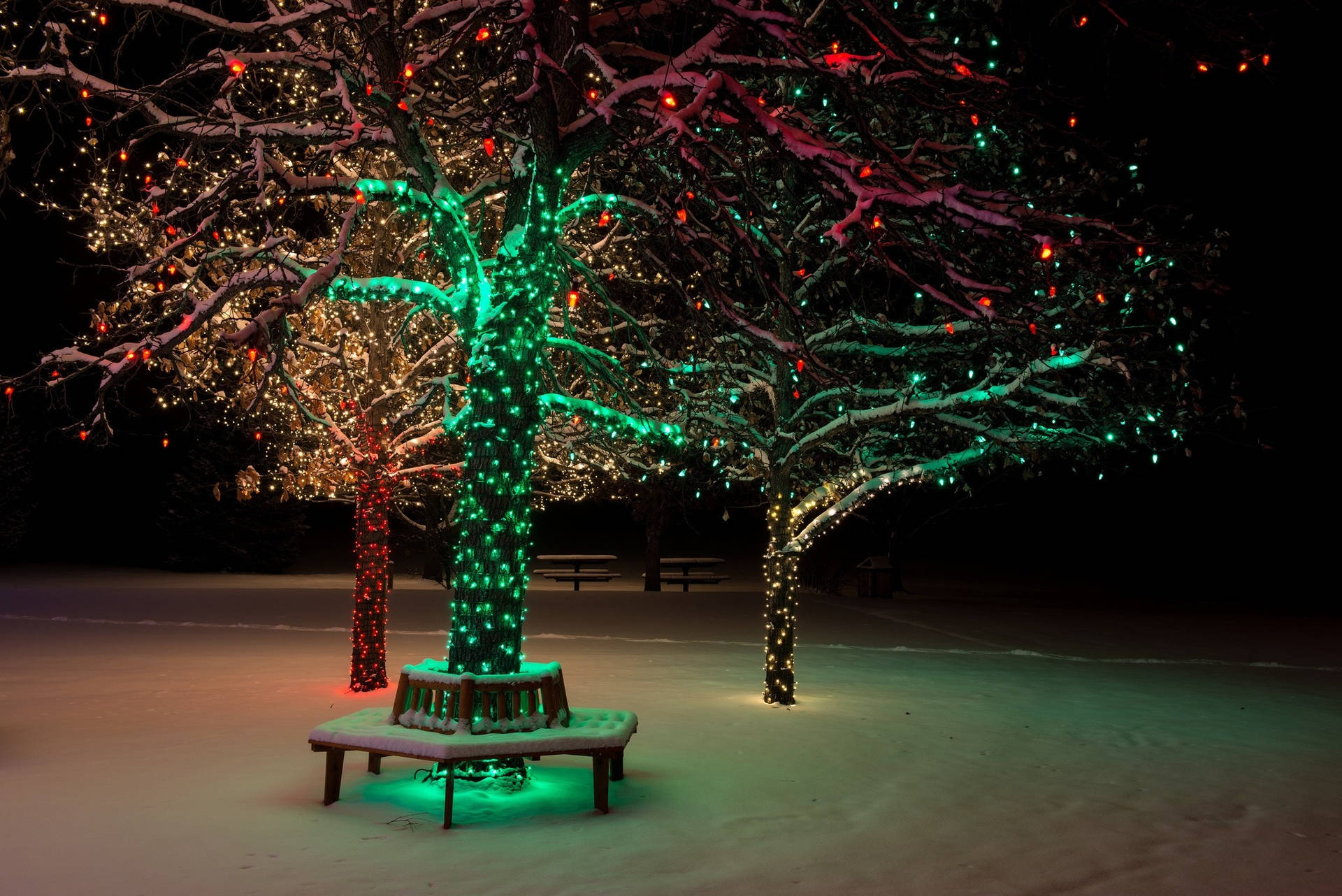 夜間，白雪覆蓋的公園樹木裝飾著色彩繽紛的節日燈光。