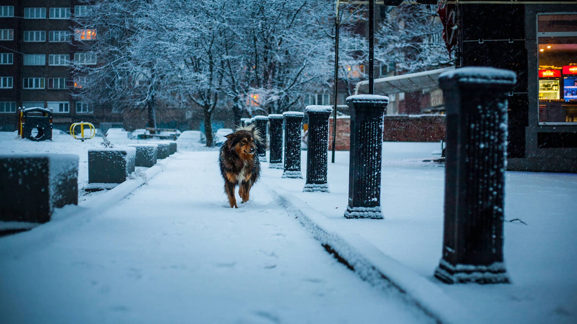雪地公園的德國牧羊犬 壁紙 — 一隻毛茸茸的棕色小狗在積雪的城市人行道上小跑，兩旁是沾滿雪的護柱和光禿禿的樹木，背景是暮色天空。