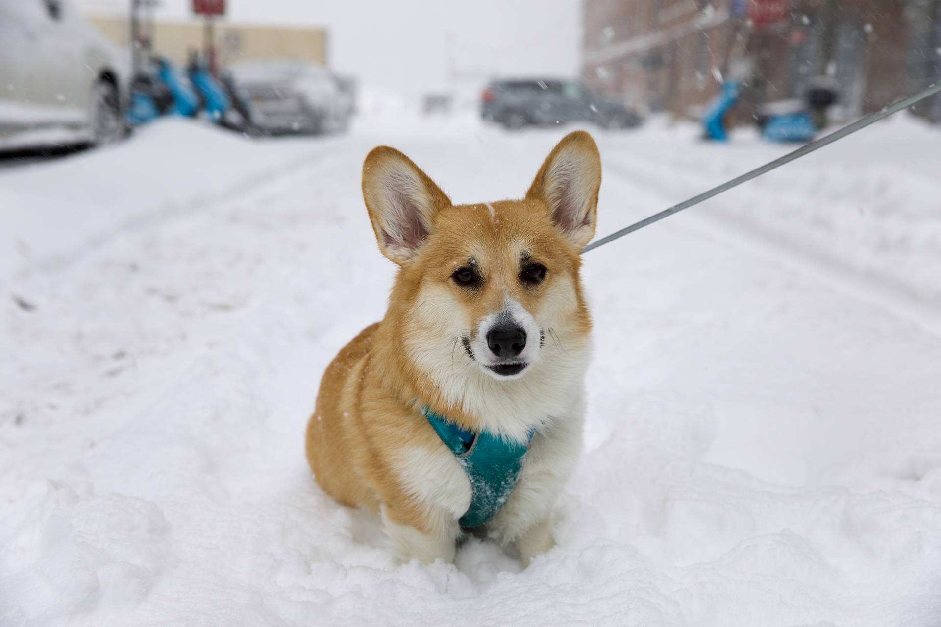 一隻戴住青綠色胸背帶嘅哥基犬坐喺城市街道嘅雪上。