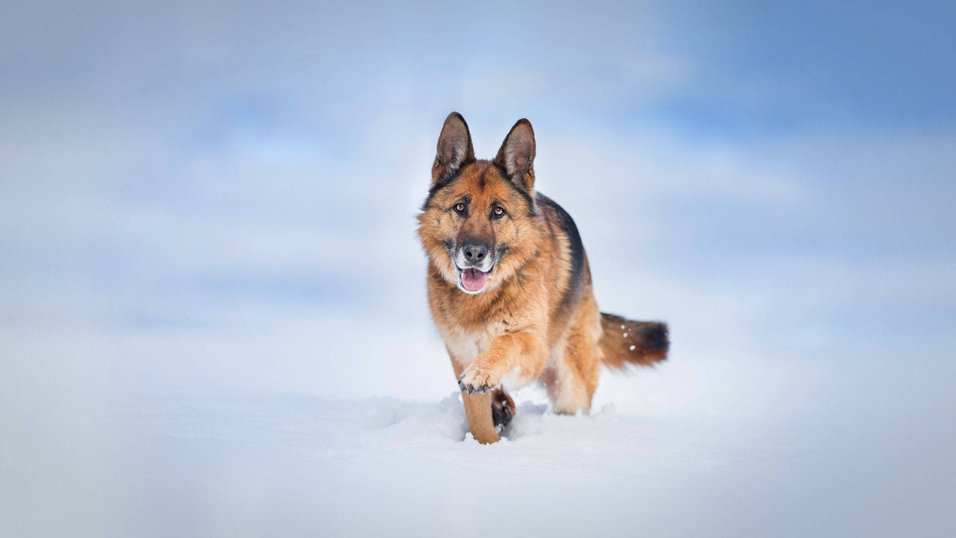 雪地德國牧羊犬風景照 壁紙 — 一隻快樂的德國牧羊犬在深雪中奔跑，背後是明亮的藍天。