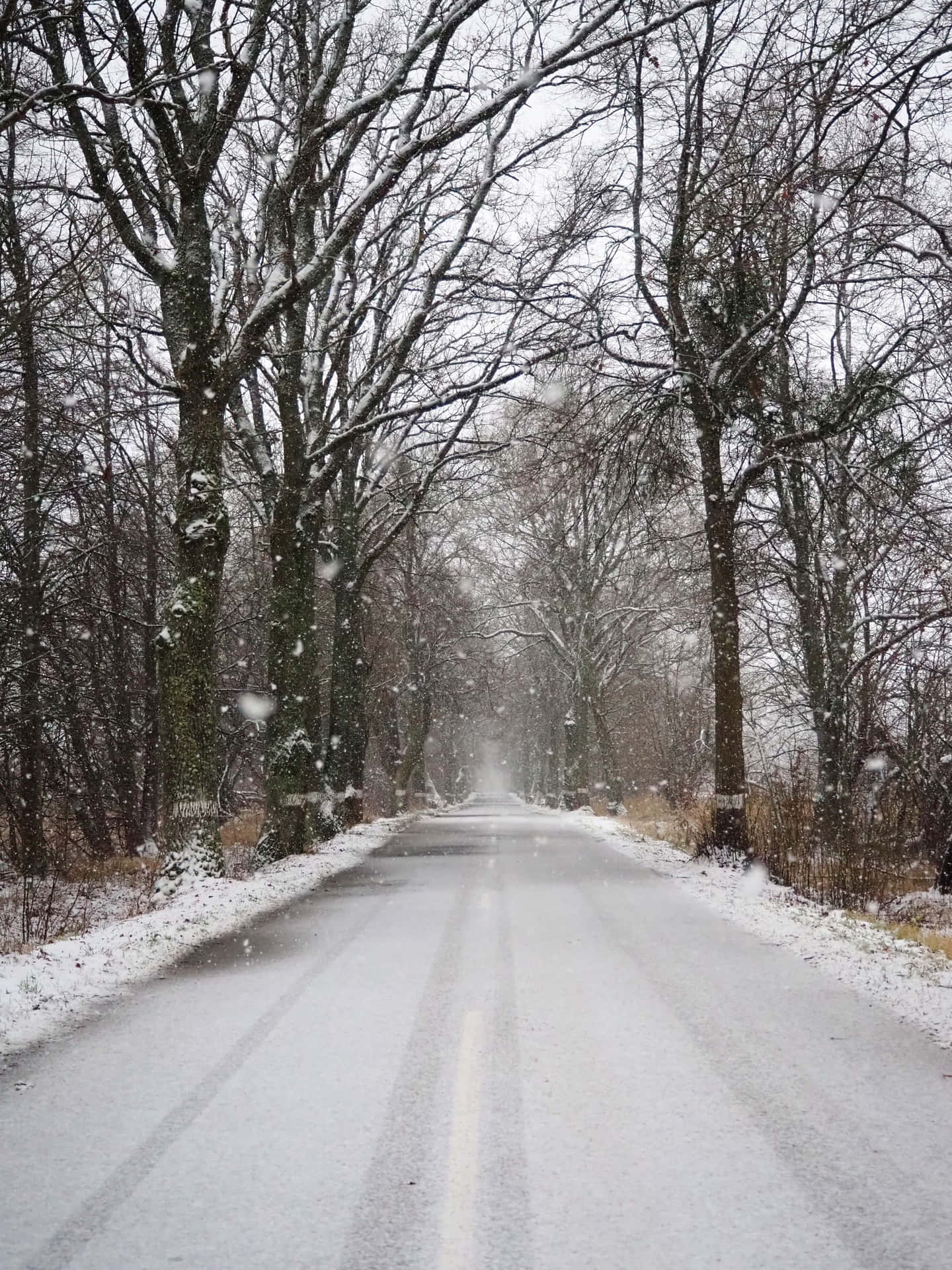 冬季森林中，光禿禿的樹木兩旁是積雪的道路，雪花飄落。