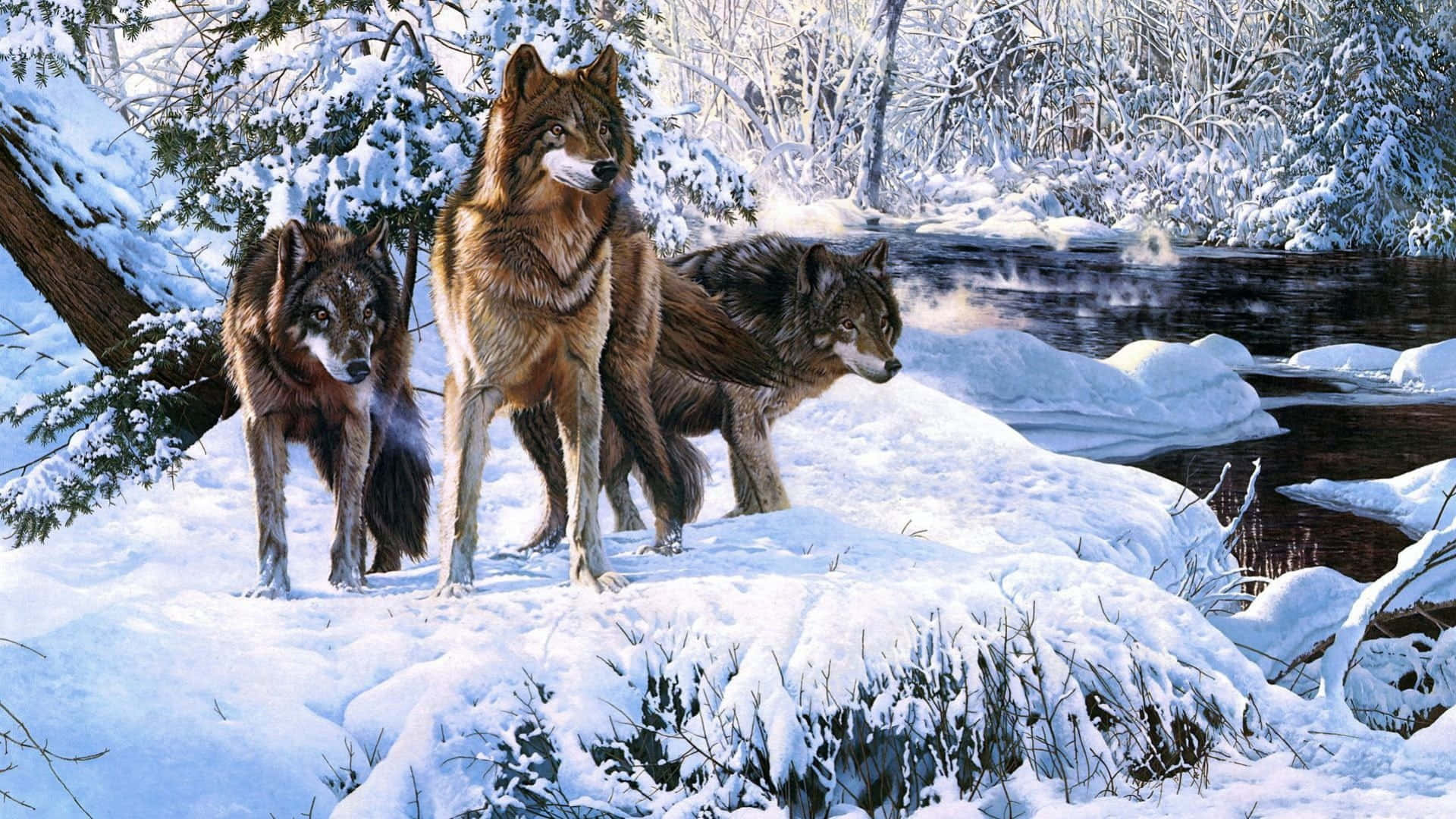 雪地狼群圖 壁紙 — 三隻狼在明亮的冬日陽光下，在結冰的河流旁邊的雪地森林中警覺地站立。