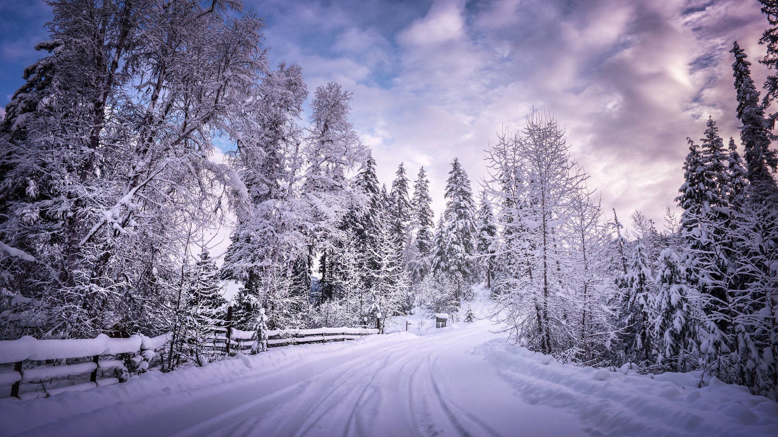 雪地白樹列成的路 壁紙 — 一條白雪覆蓋的森林小路蜿蜒穿過高聳的樹木，在戲劇性的紫色和藍色暮色天空下。