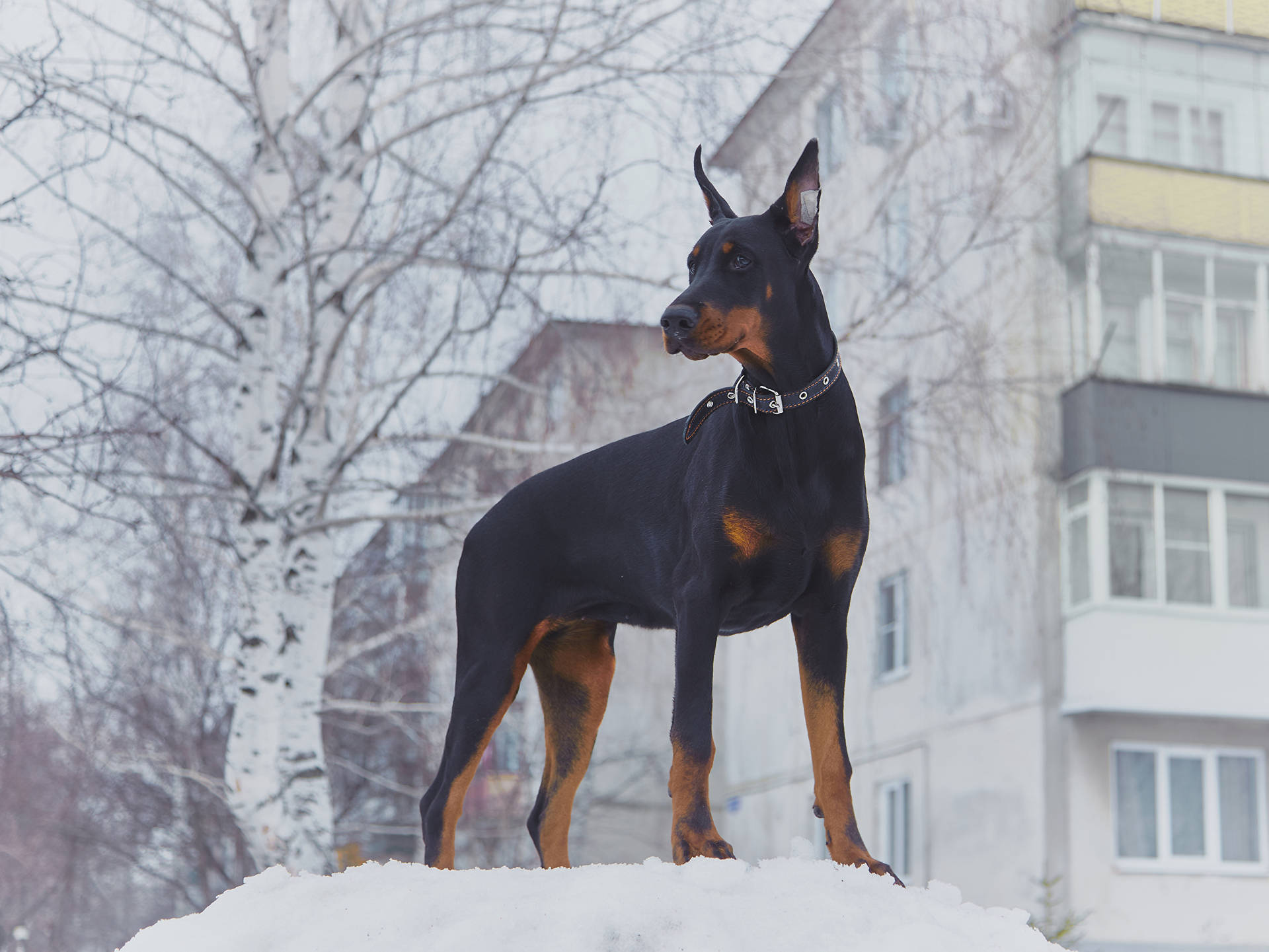 冬天時杜賓犬站在靠近建築物和光禿樹木的雪地上。