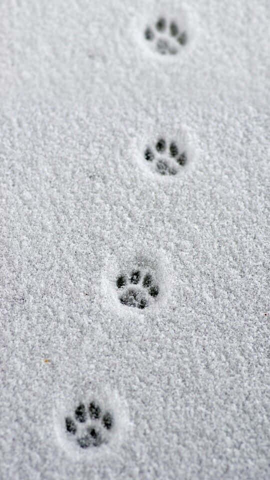 新鮮雪地上有動物爪印斜向穿過畫面。