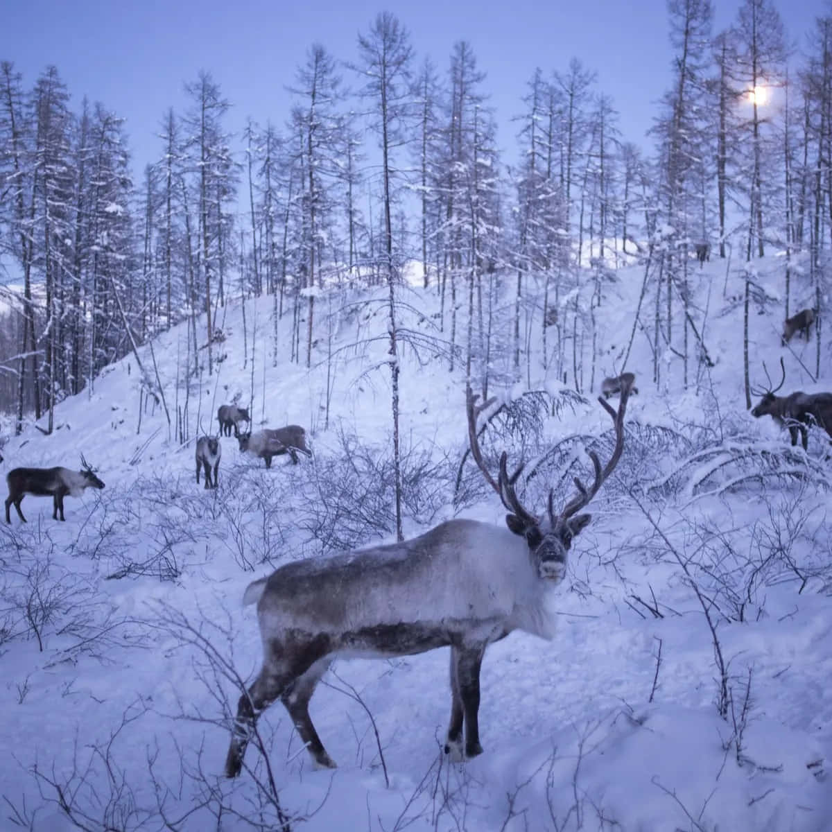 月光下雪地森林中的馴鹿群