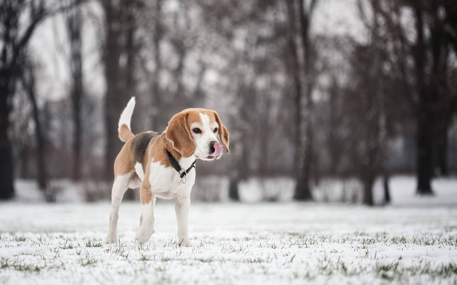比格犬站在積雪的公園中，背景有光禿禿的樹木。