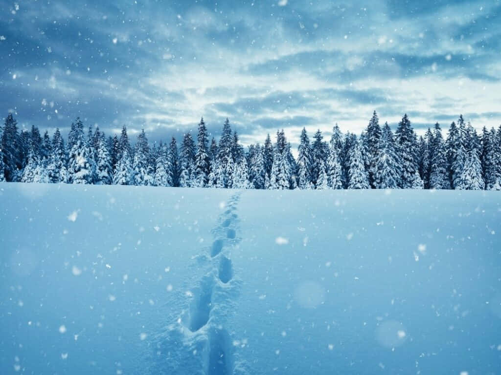 冬季通往松樹的雪徑，雪花飄落。