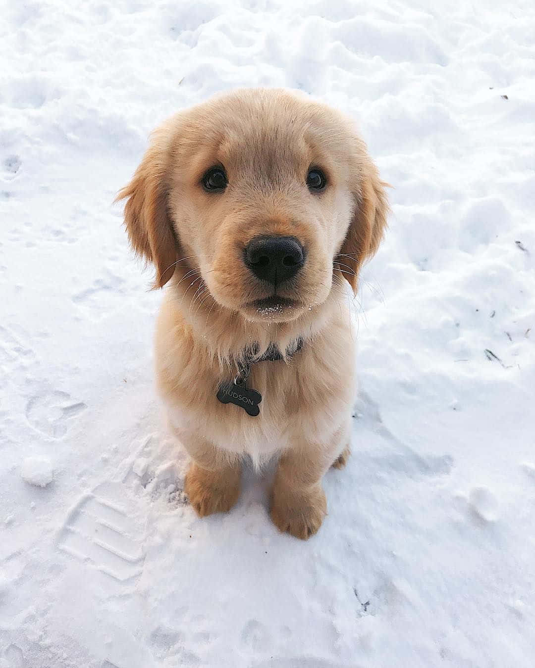 金毛尋回犬幼犬坐在雪中抬頭看