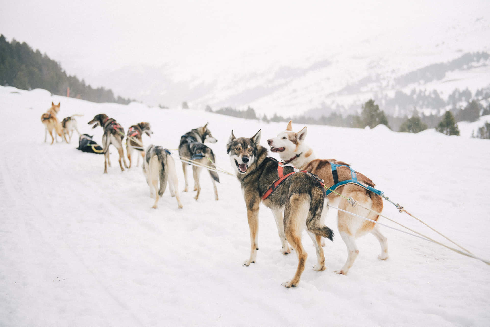 雪橇犬拉著雪橇穿越雪山。