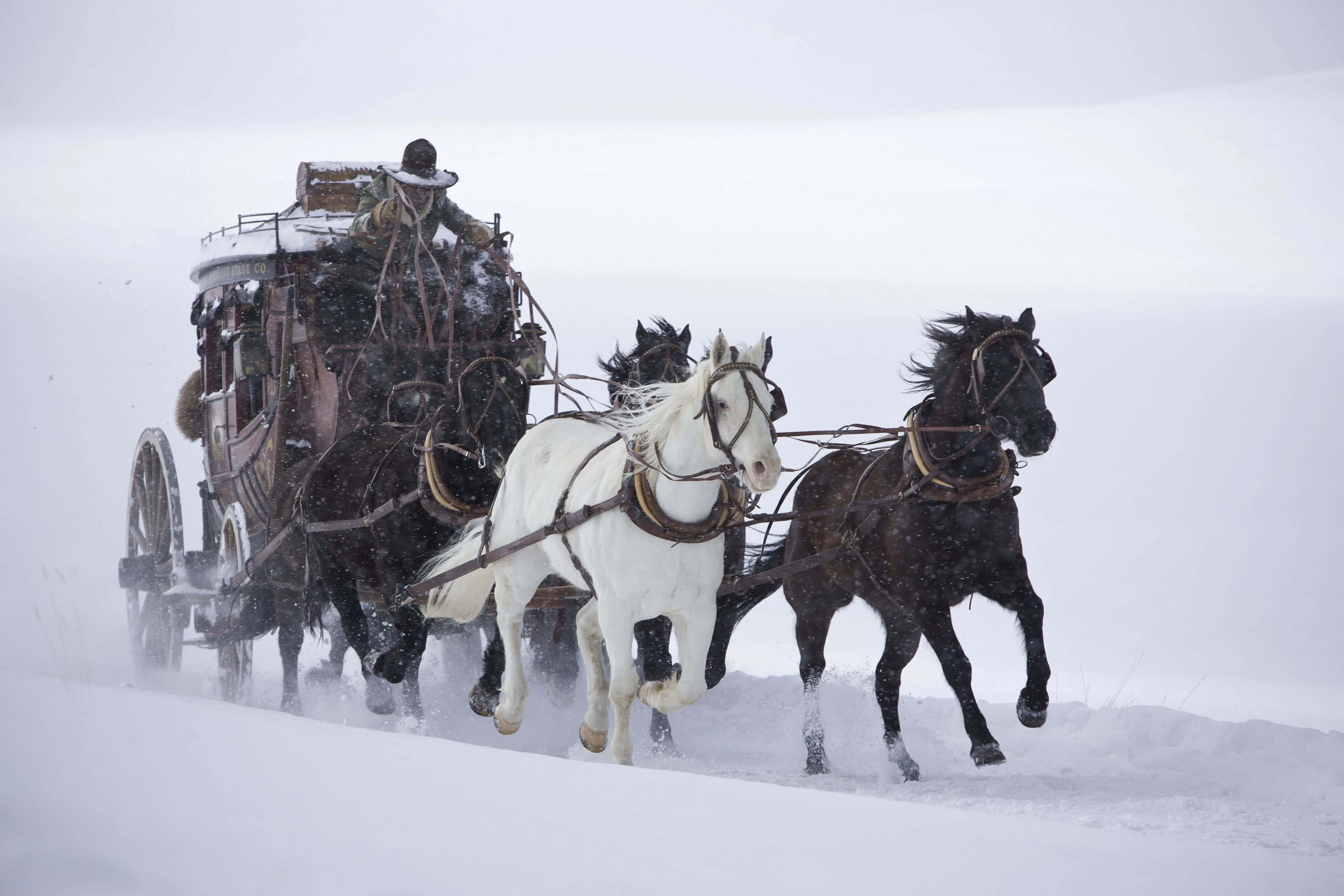 雪地馬車場景 壁紙 — 一輛由白色和黑色馬匹組成的馬車在暴風雪中疾馳，揚起雪花。