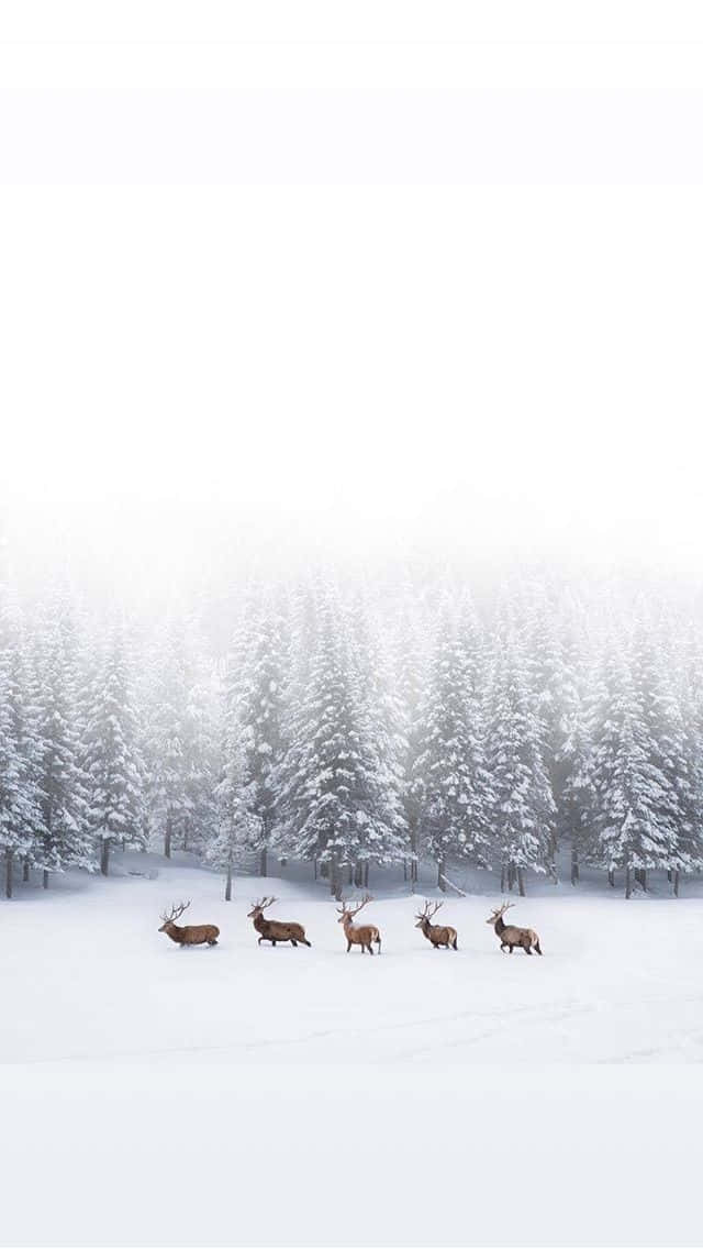 五隻鹿喺冬天嘅雪地森林景觀中行走。