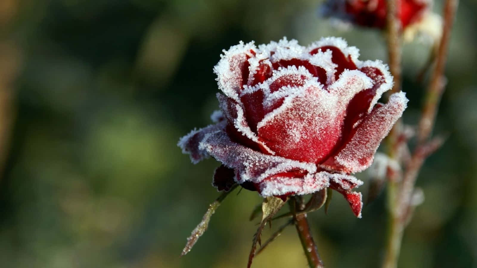 雪天下盛開的冬季花朵 壁紙 — 一朵鮮豔的紅玫瑰，細緻地覆蓋著霜，在柔和陽光下閃爍，背景是模糊的綠色。