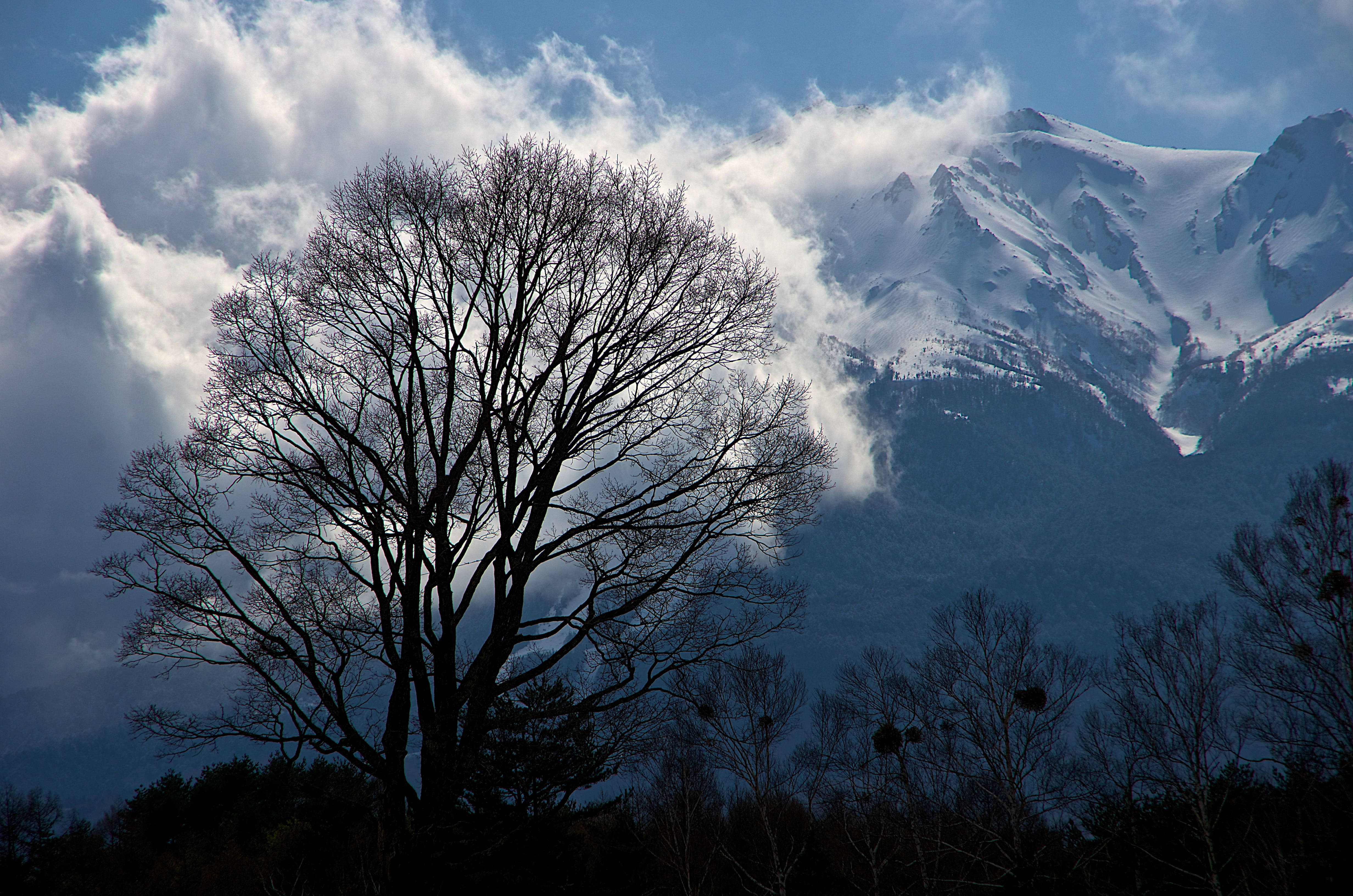 雪山冬季地形 壁紙 — 光禿禿的樹木剪影矗立在白雪覆蓋的山脈前，天空烏雲密布，氣氛戲劇化。