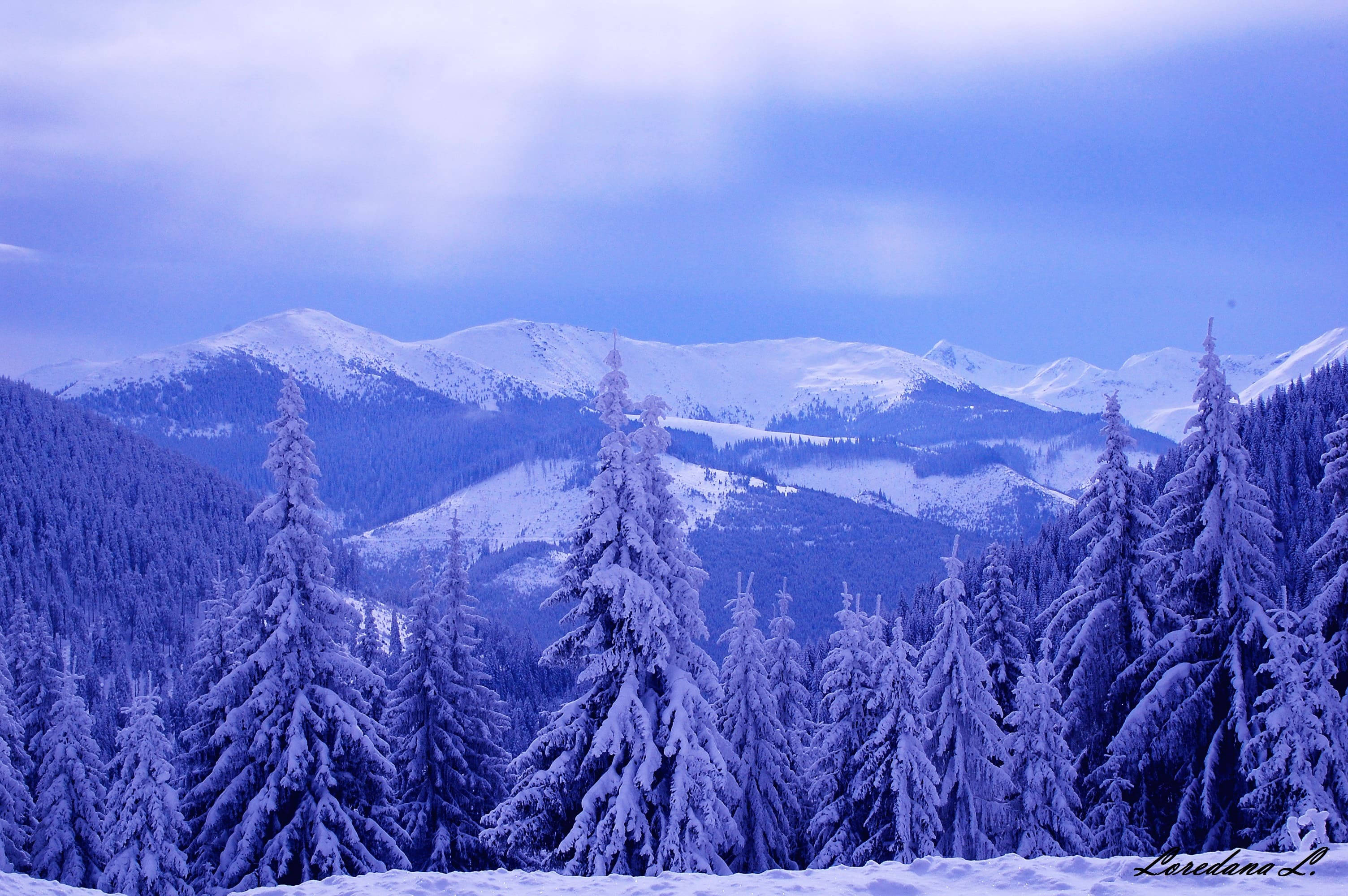 雪山松林風景 壁紙 — 白雪覆蓋著高聳的常青樹和遠處的山峰，在柔和的藍色暮色天空下。