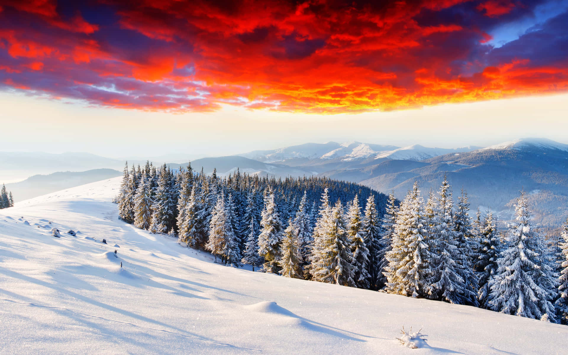 冬季雪景，紅天與樹木