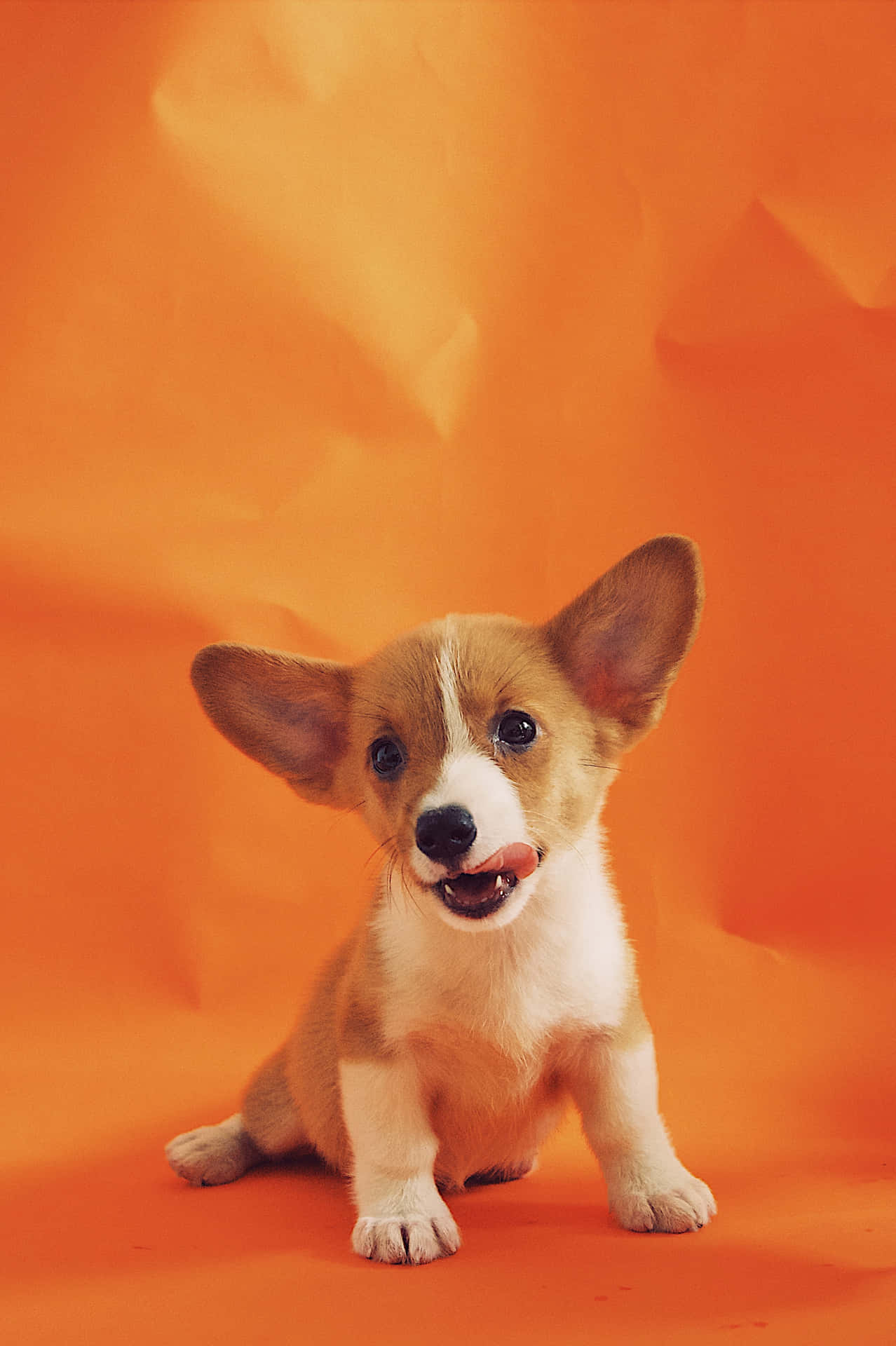 一隻可愛的哥基幼犬坐在橙色背景前舔嘴唇。