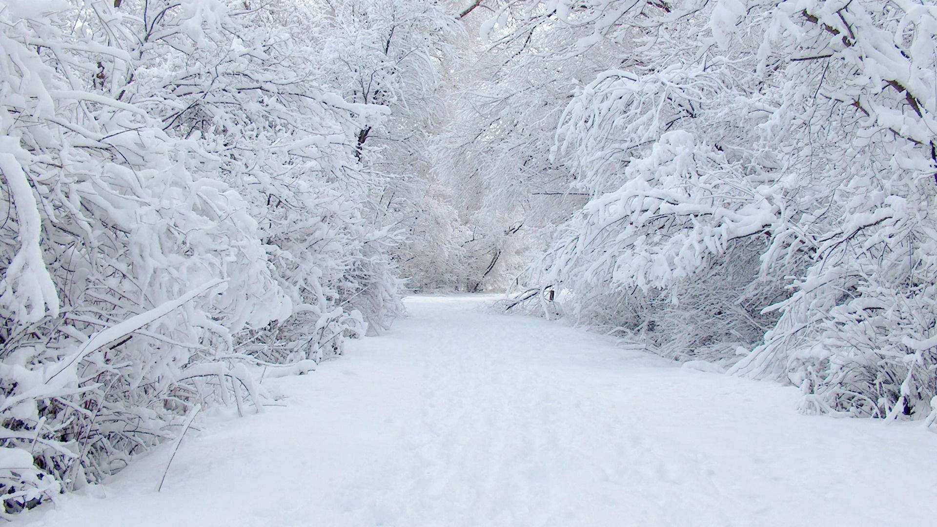 冬季積雪森林小徑蜿蜒穿過被雪覆蓋的樹木。