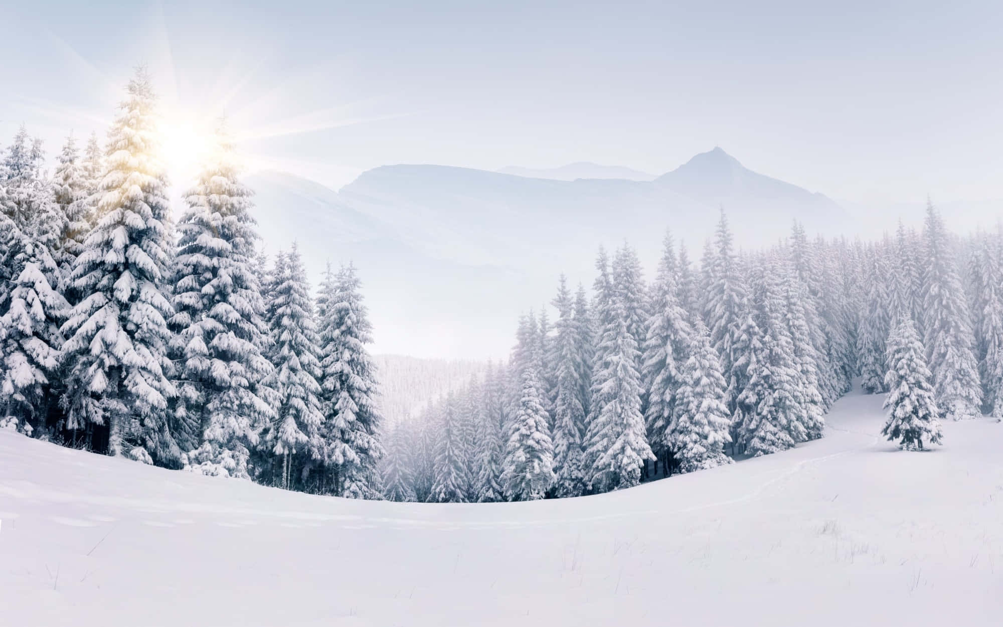 雪景冬日仙境 壁紙 — 陽光穿過積雪的松樹，在寧靜的冬日森林中閃爍，遠處山巒在淡藍色的天空下。